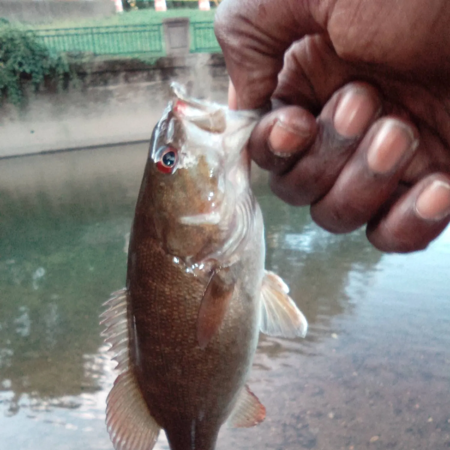 Smallmouth bass caught on Fishbrain