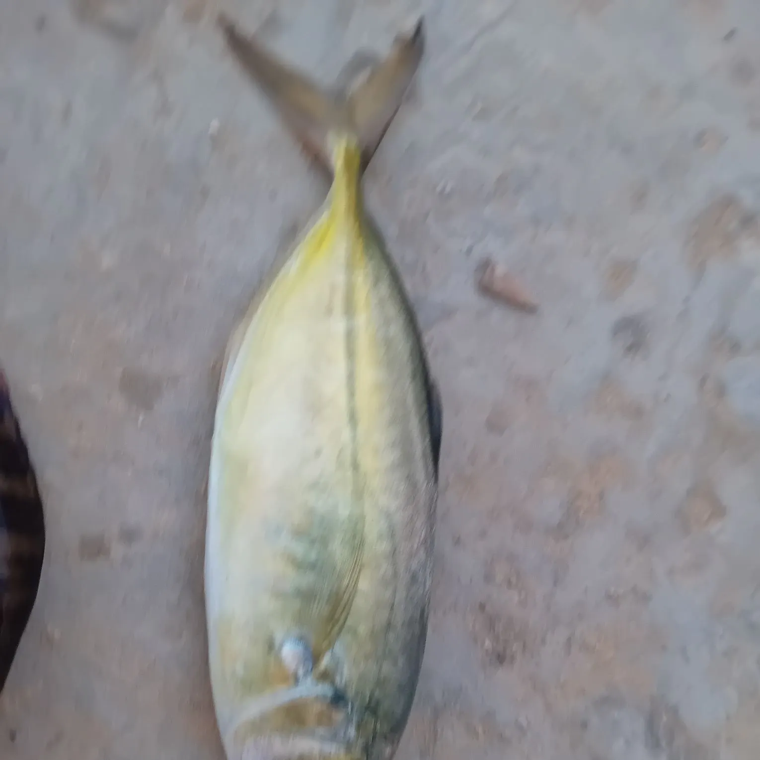 The most recent Shrimp scad catches on Fishbrain