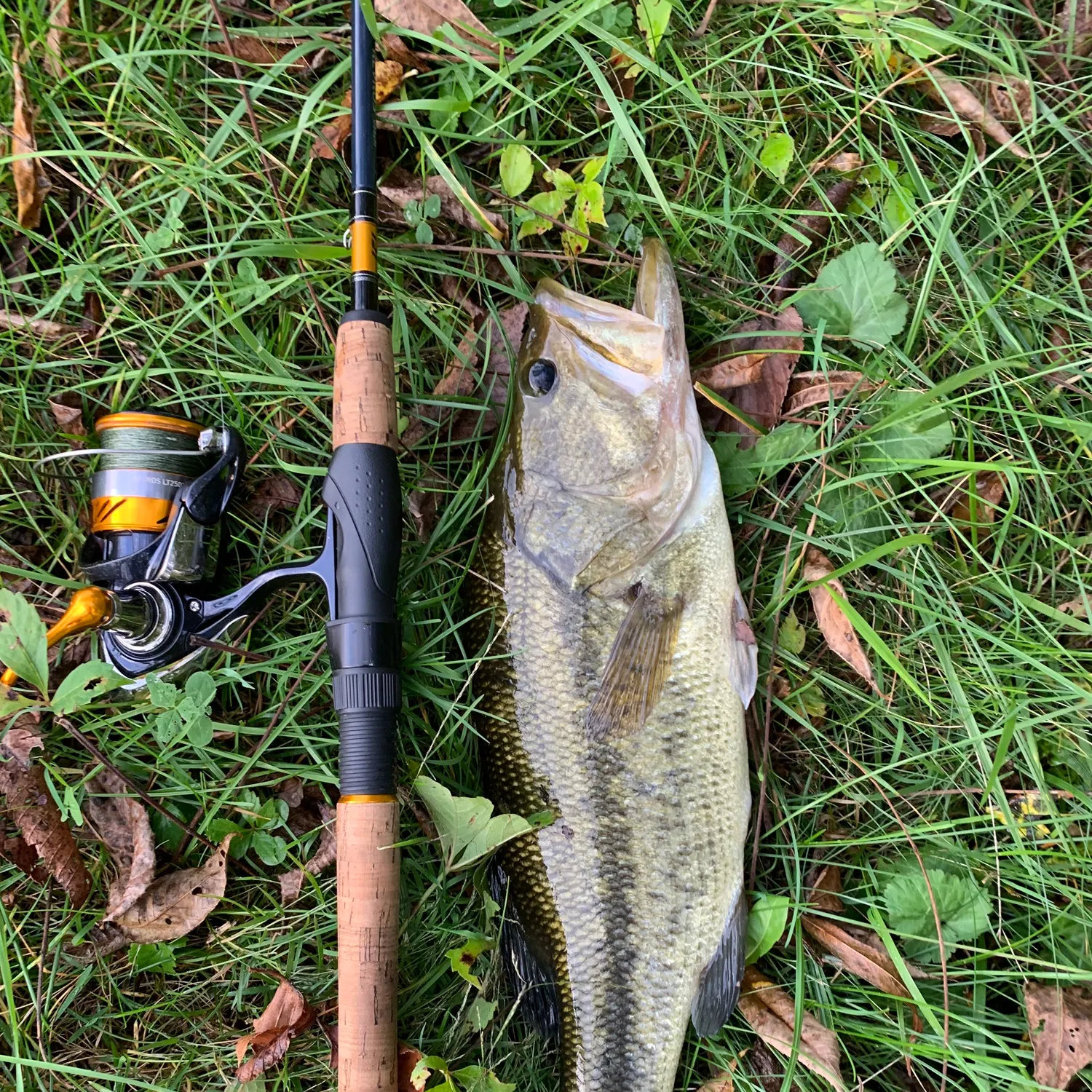 Largemouth bass caught on Fishbrain