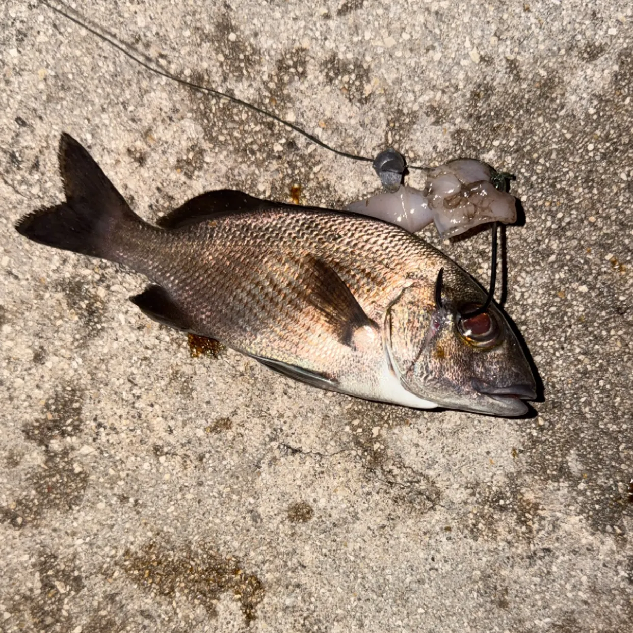 The most recent Sailor's choice grunt catches on Fishbrain