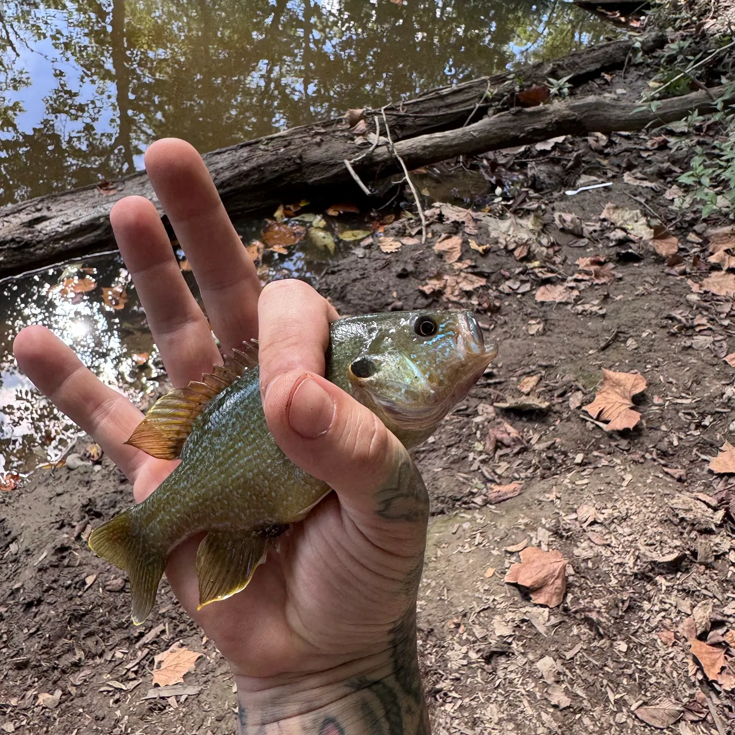 Green sunfish caught on Fishbrain