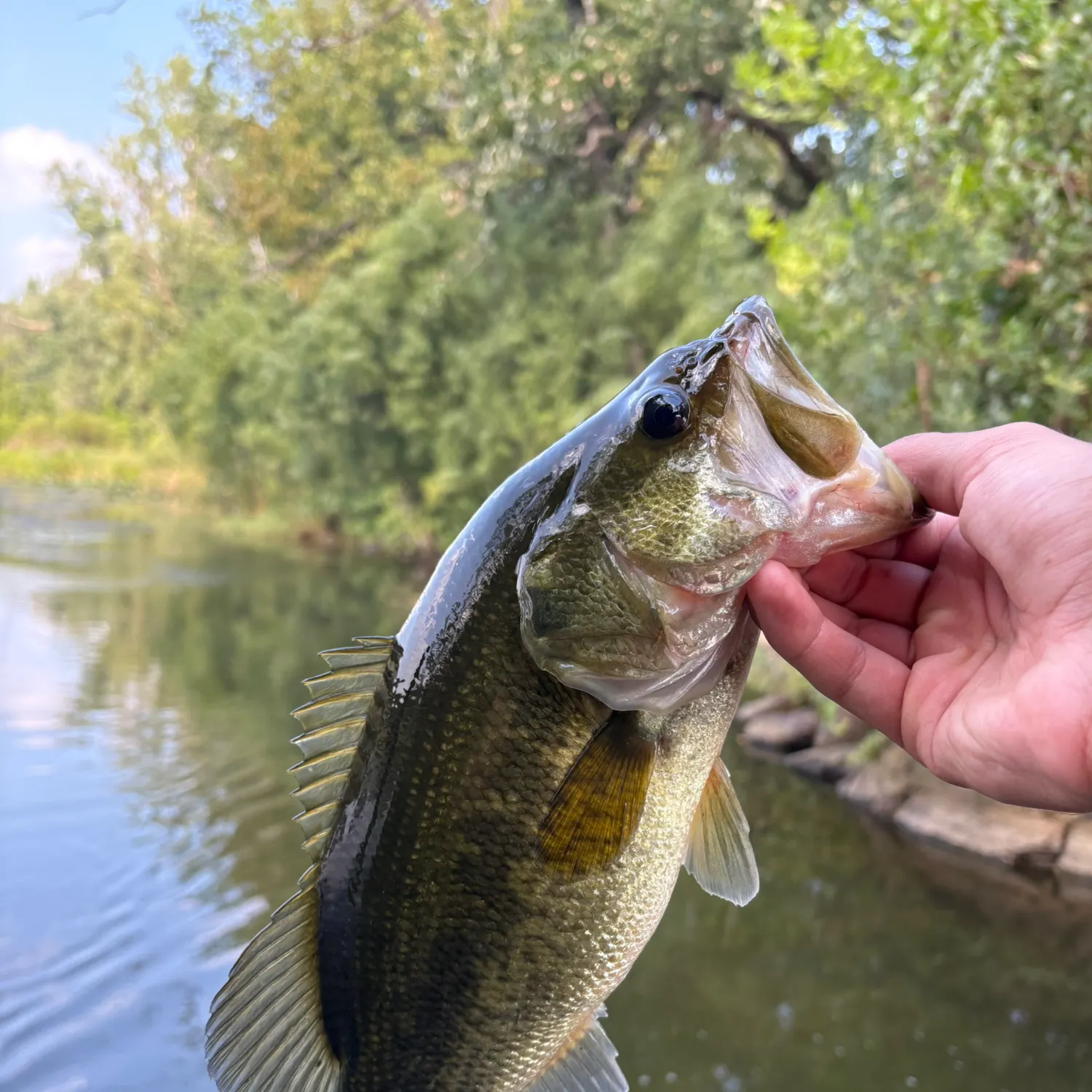 Largemouth bass caught on Fishbrain