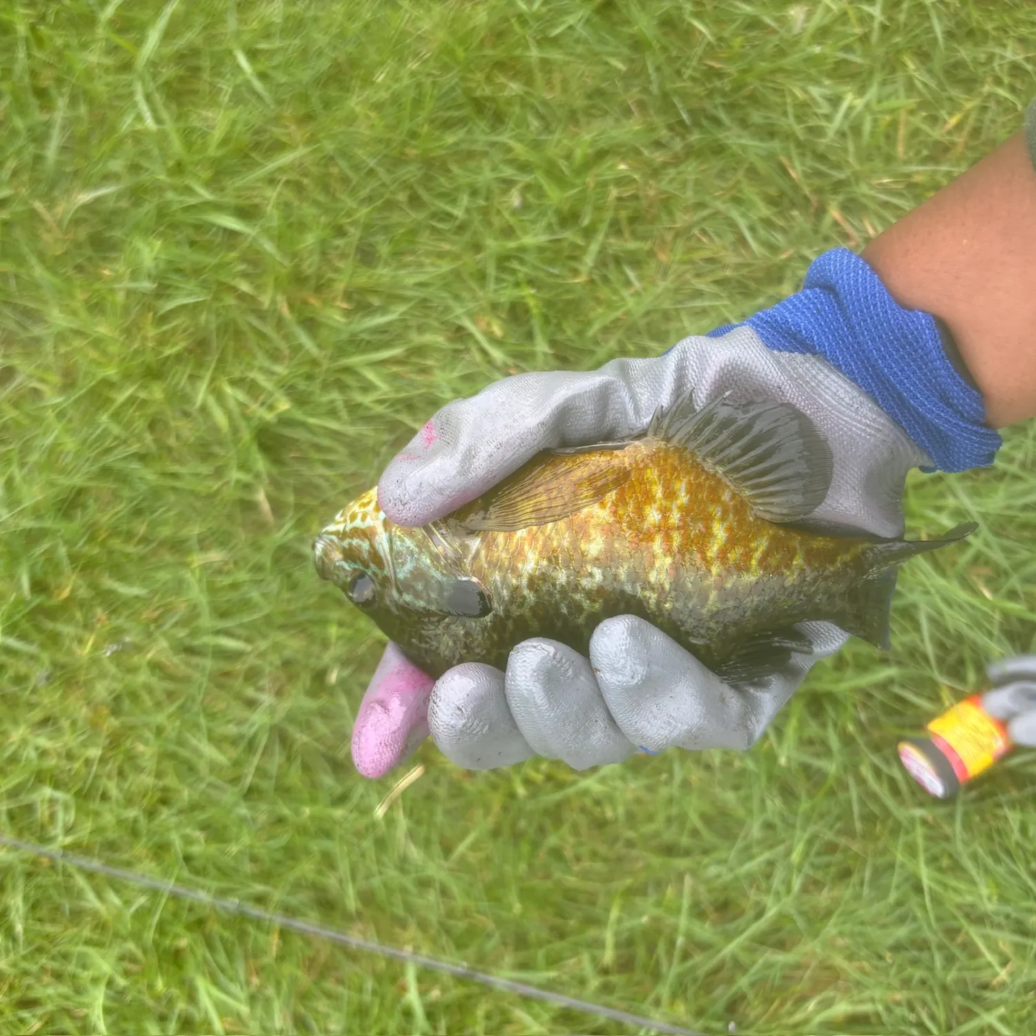 Greengill hybrid caught on Fishbrain