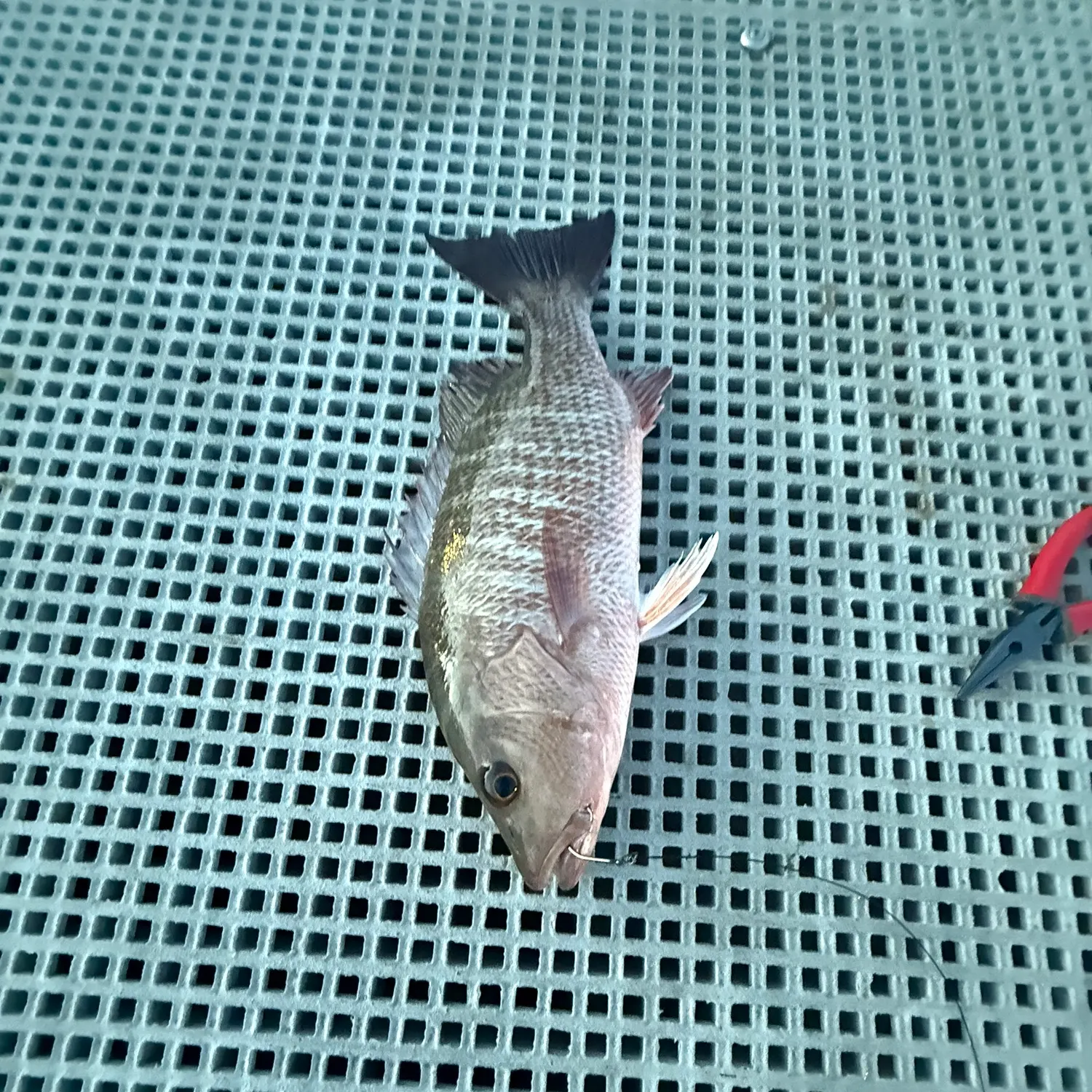 Mangrove snapper caught on Fishbrain