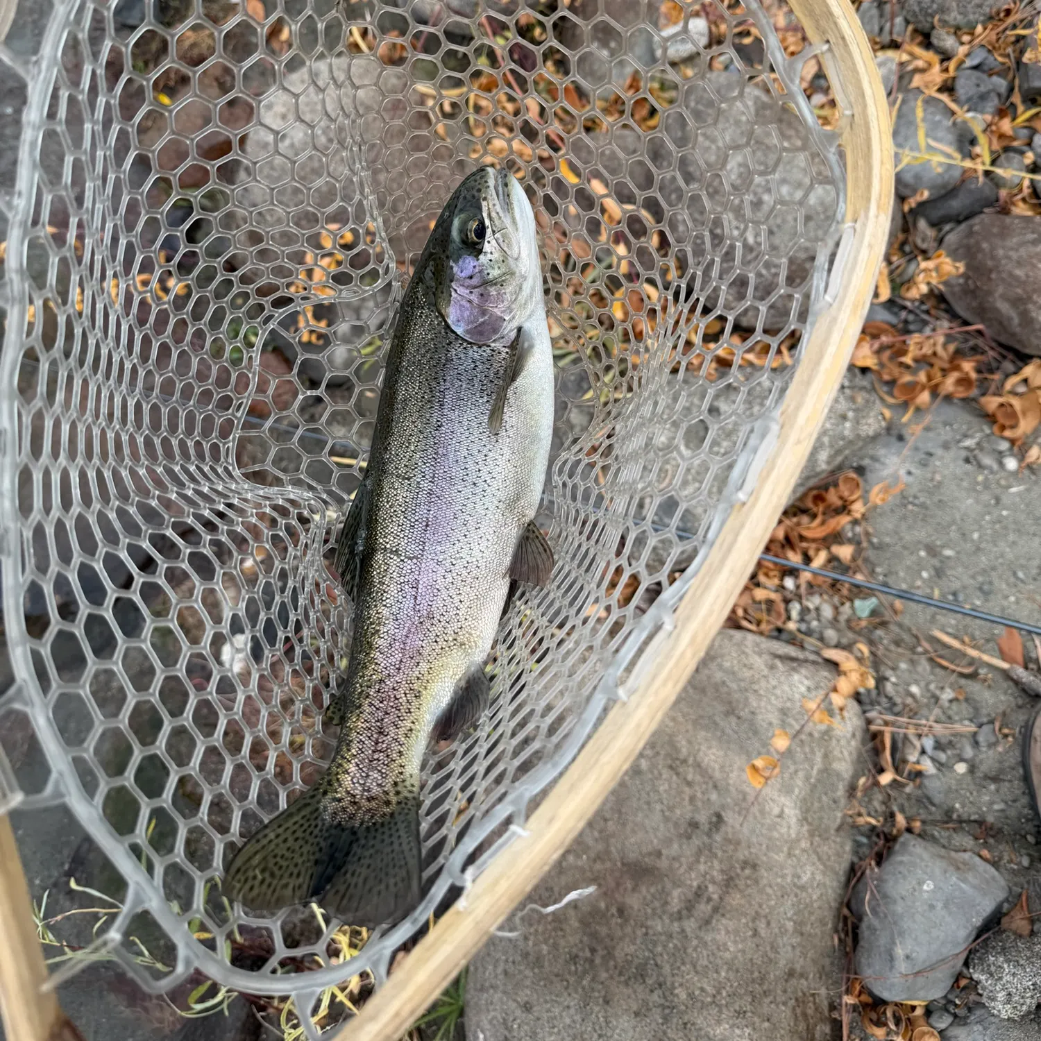 Rainbow trout caught on Fishbrain