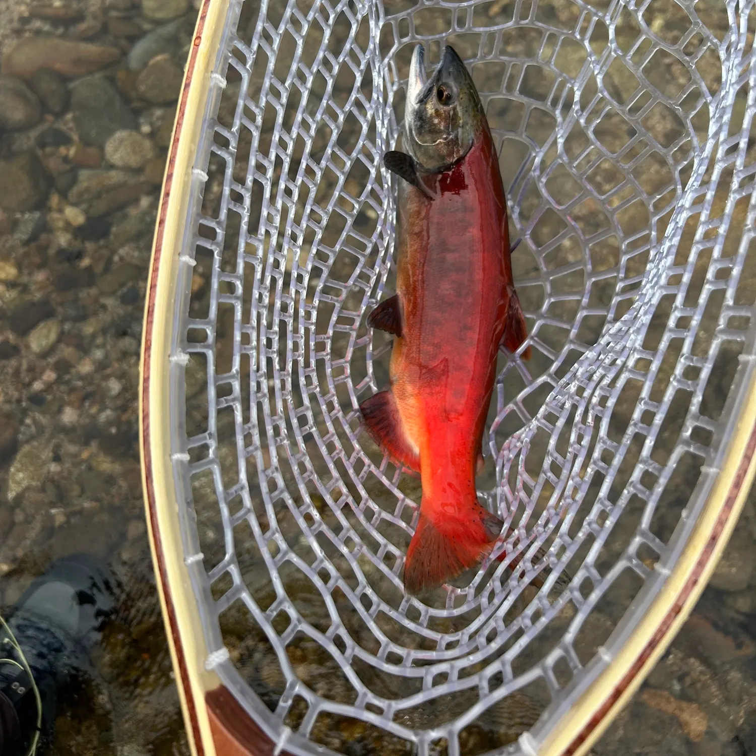 Kokanee salmon caught on Fishbrain
