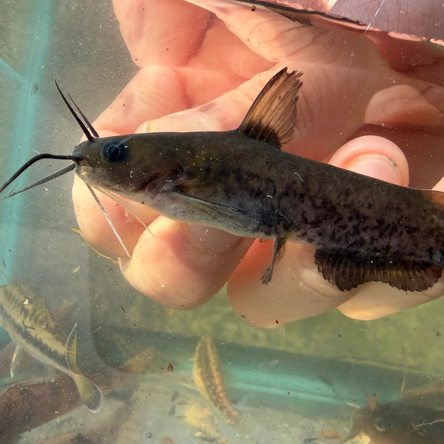 The most recent Flat bullhead catches on Fishbrain