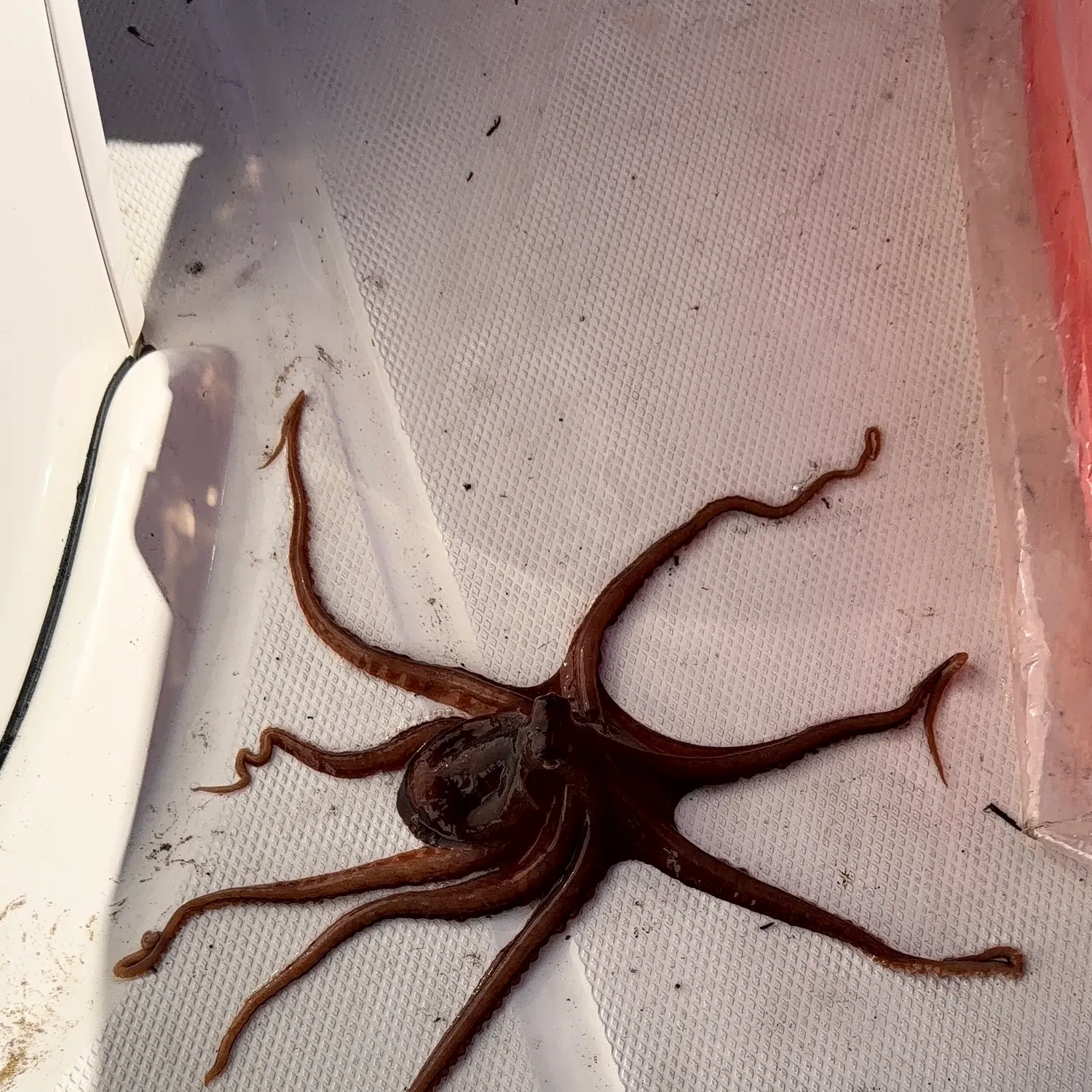 The most recent California lizardfish catches on Fishbrain