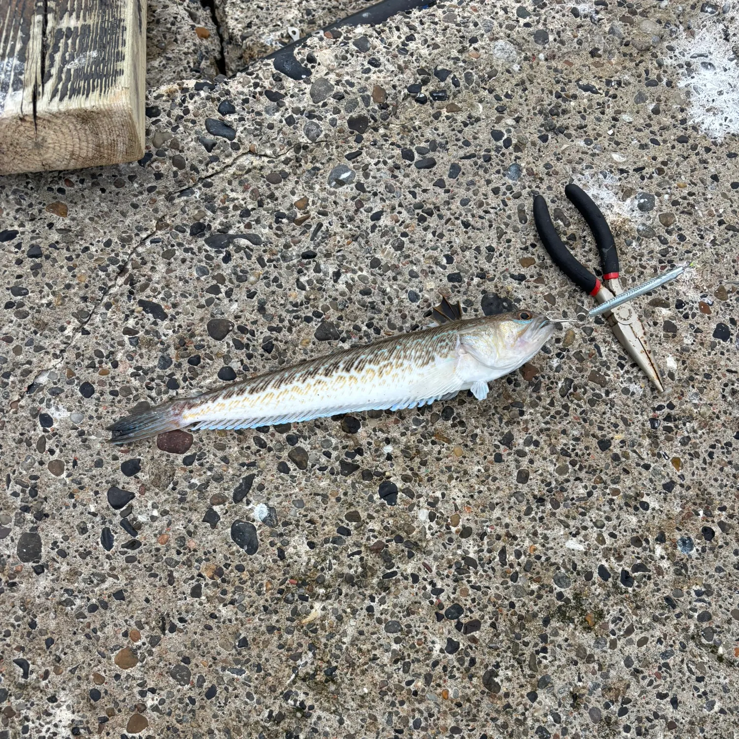 The most recent Greater weever catches on Fishbrain