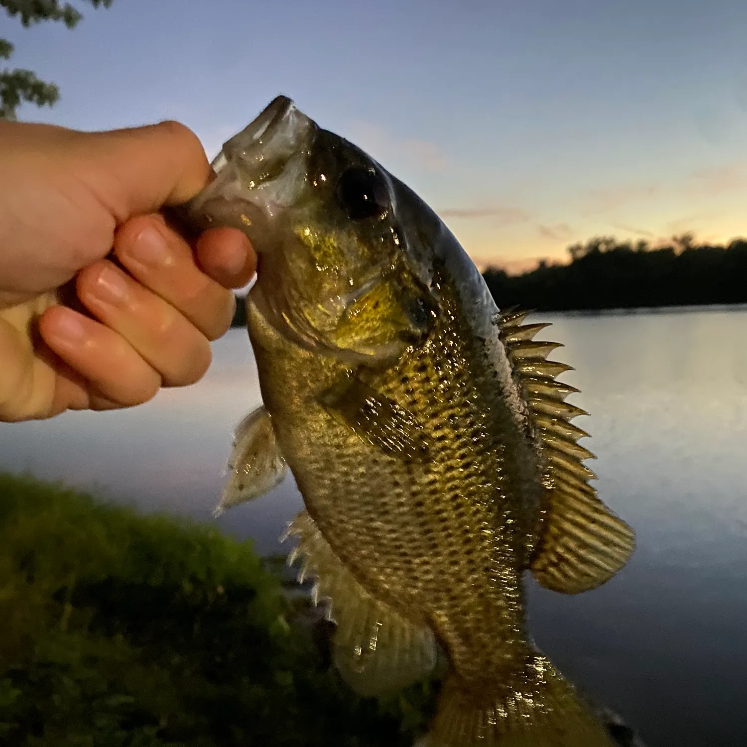 Rock bass caught on Fishbrain