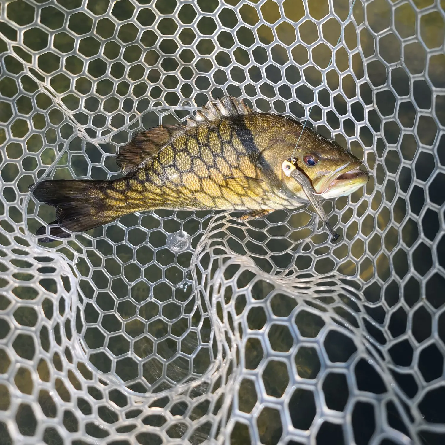 Smallmouth bass caught on Fishbrain
