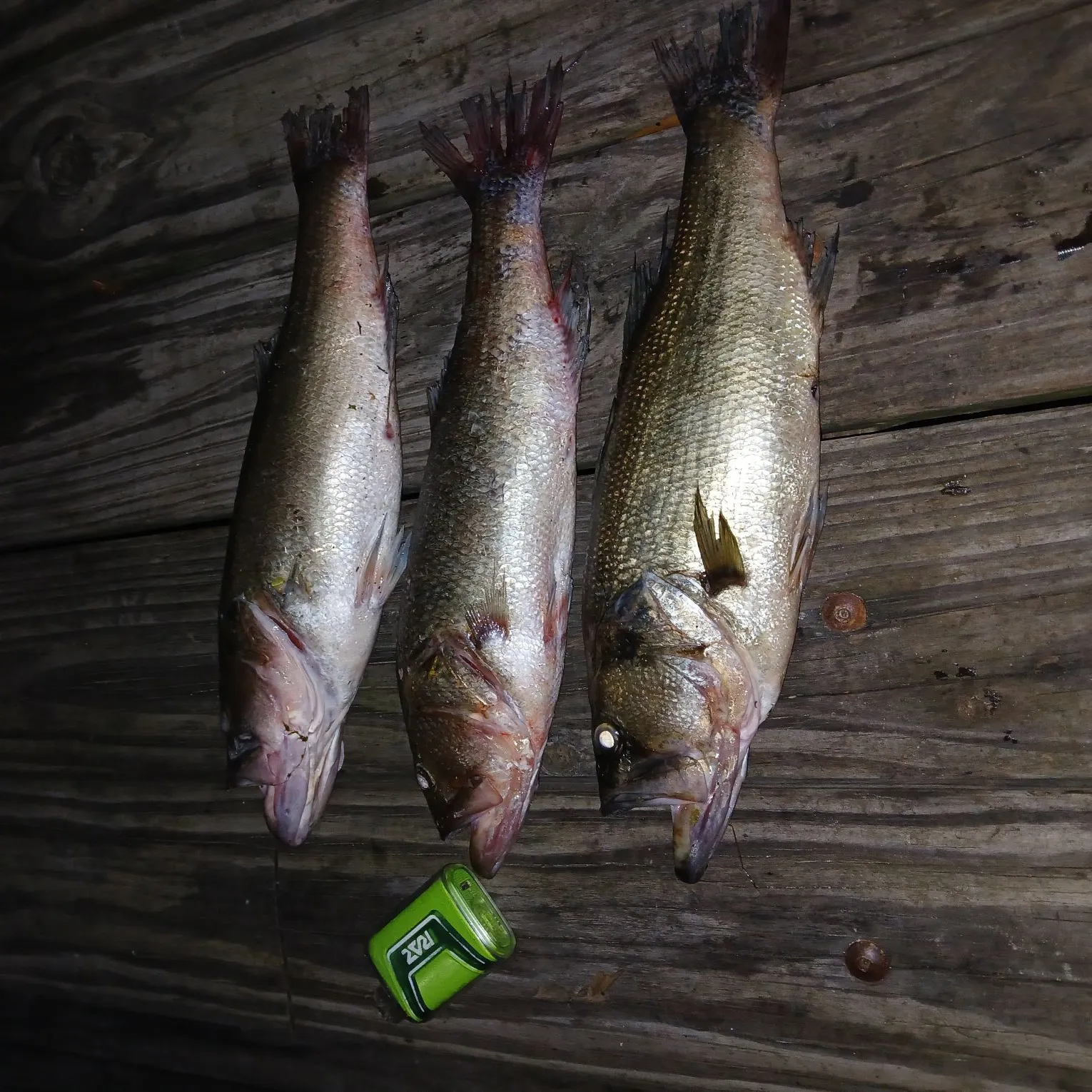 recently logged catches