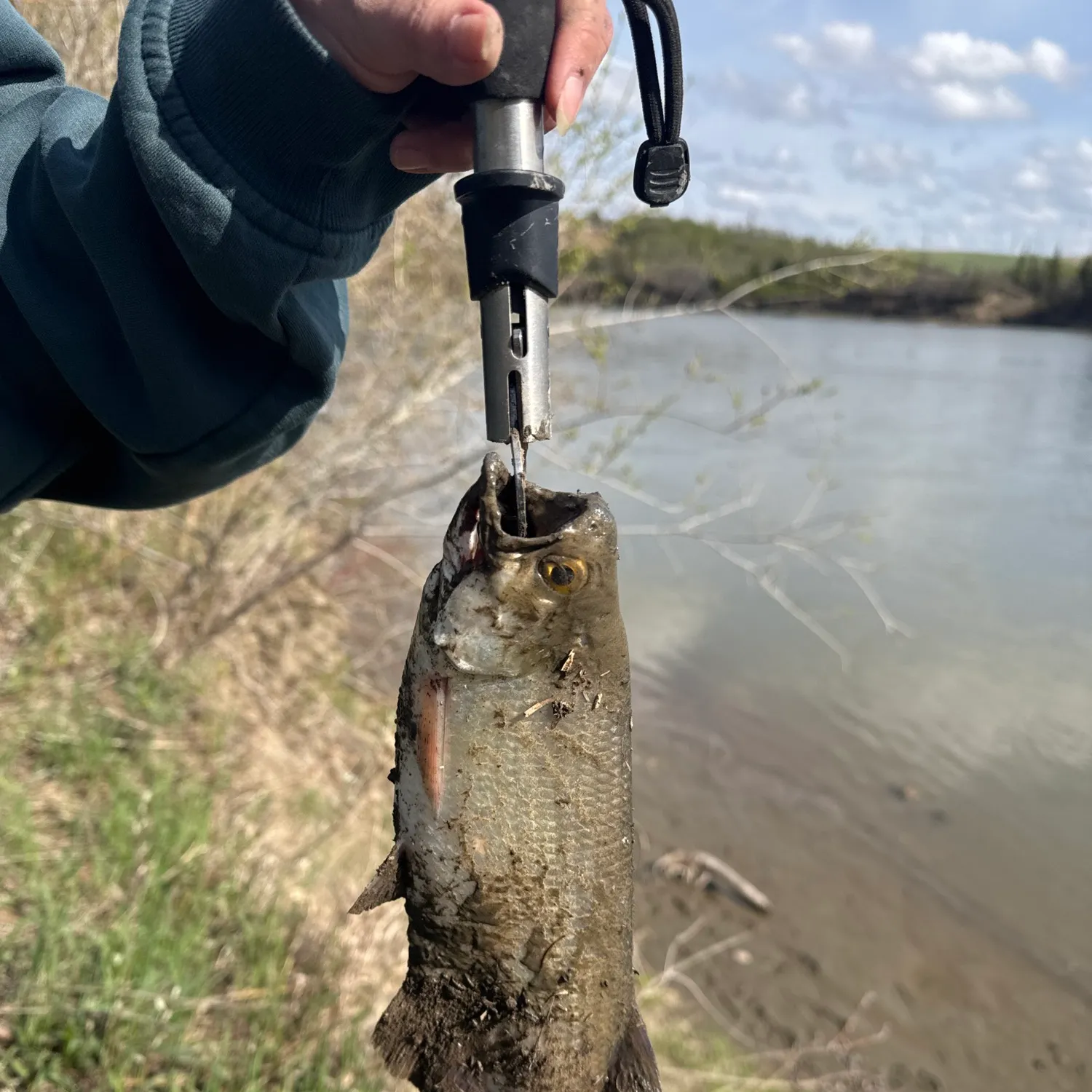 The most recent Mooneye catches on Fishbrain