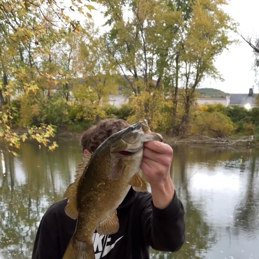 Smallmouth bass caught on Fishbrain