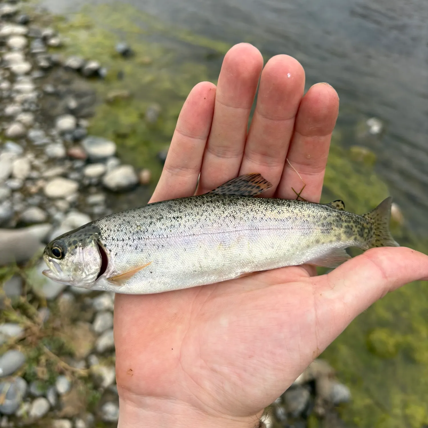 Rainbow trout caught on Fishbrain
