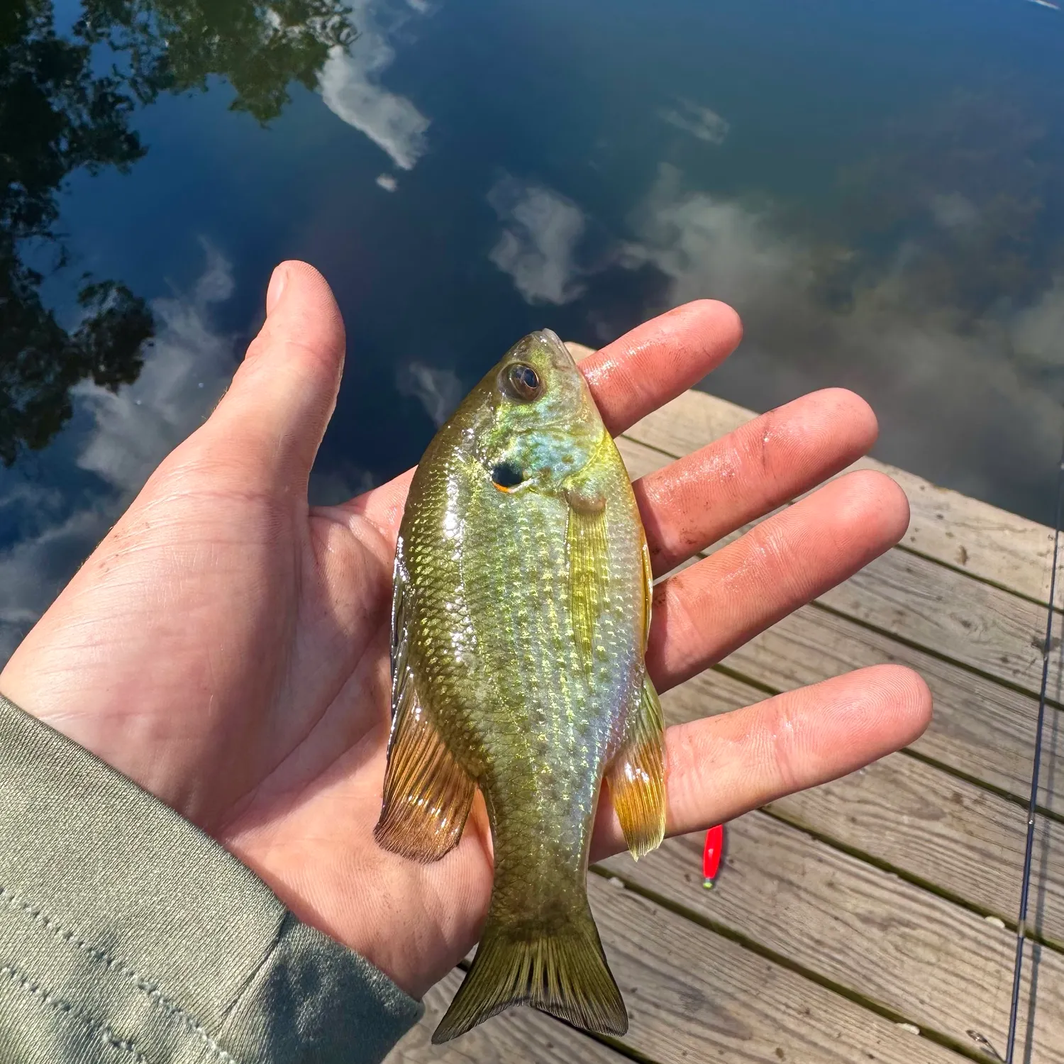 Redear sunfish caught on Fishbrain