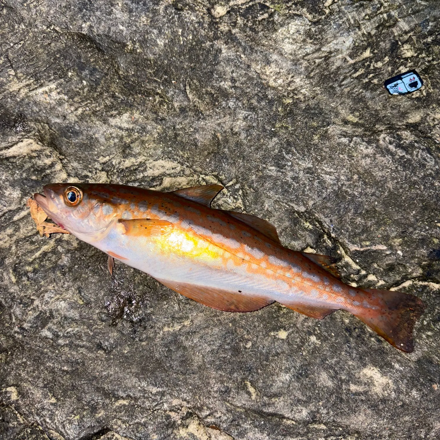 The most recent Poor cod catches on Fishbrain