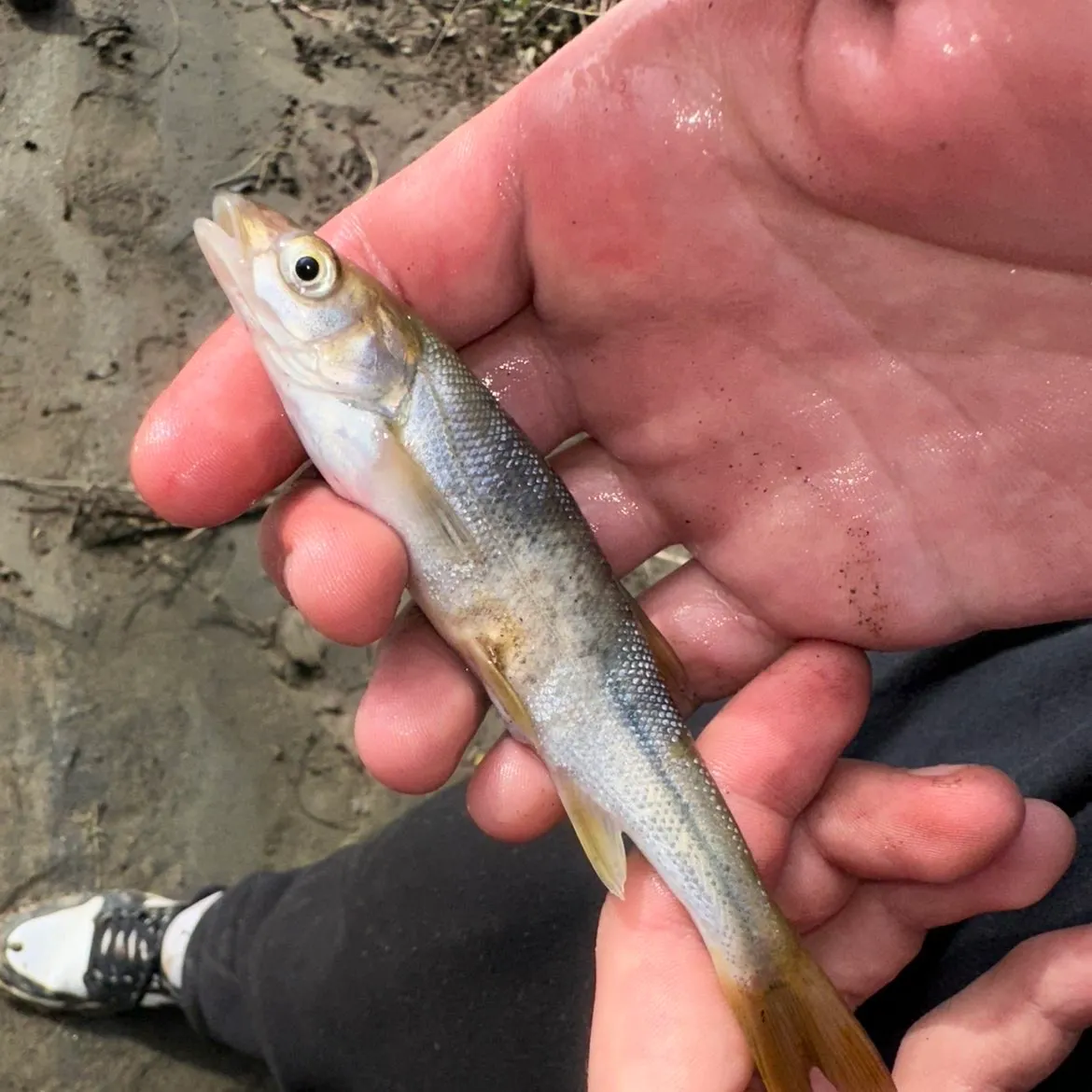The most recent Mountain whitefish catches on Fishbrain
