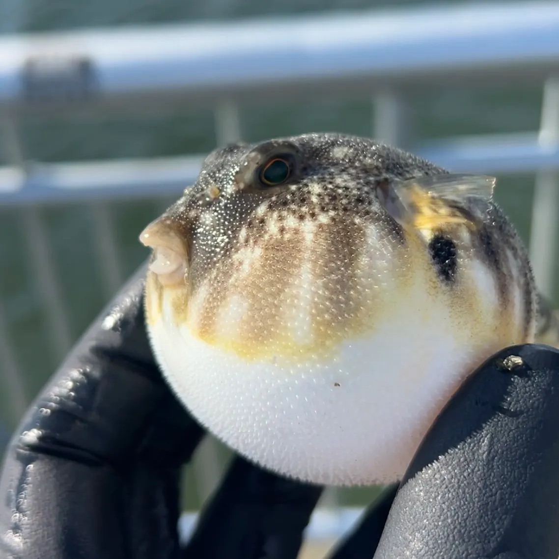 The most recent Northern puffer catches on Fishbrain