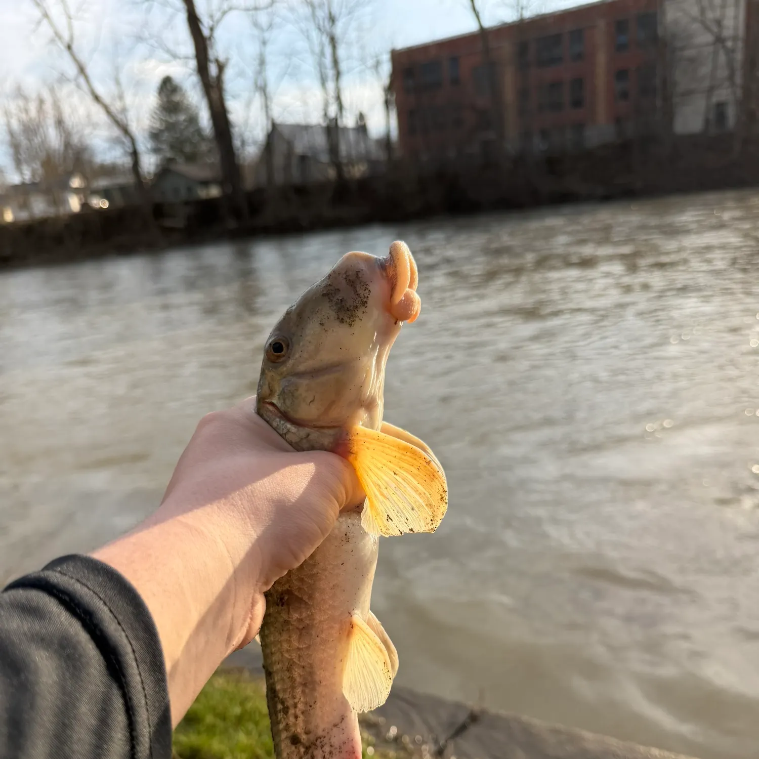 The most recent Northern hogsucker catches on Fishbrain