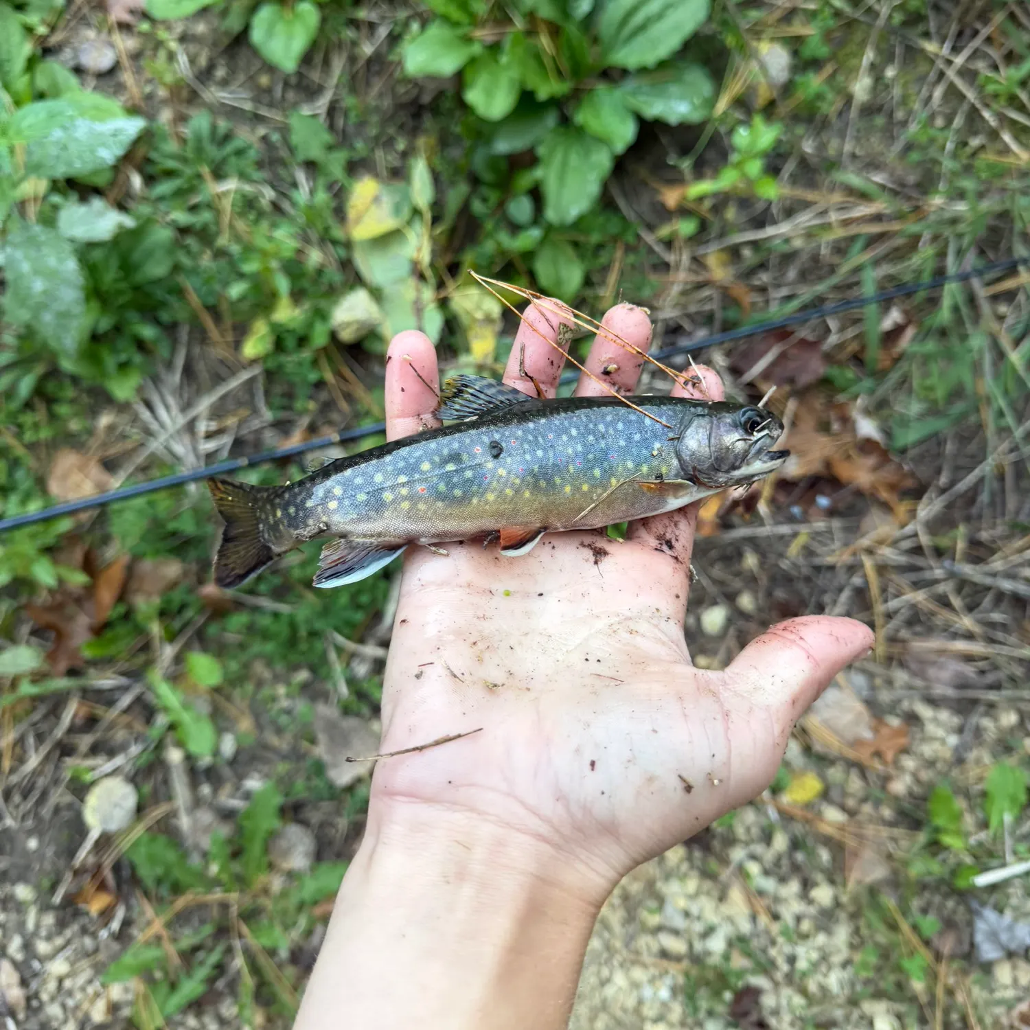 Brook trout caught on Fishbrain