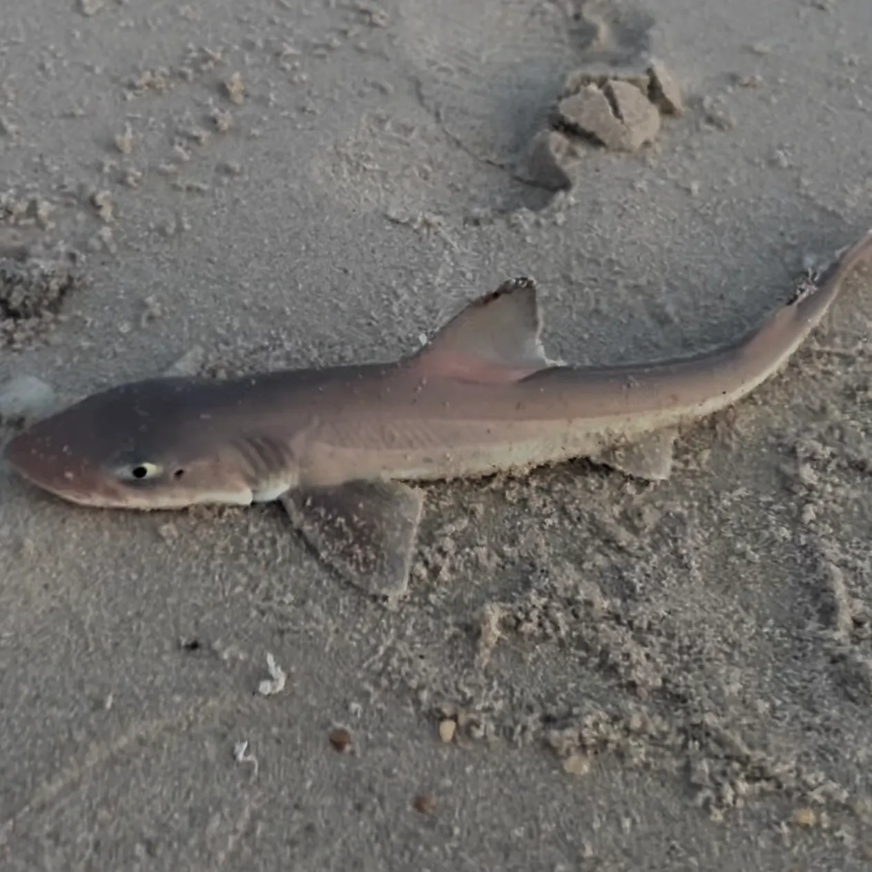 Dusky smooth-hound caught on Fishbrain