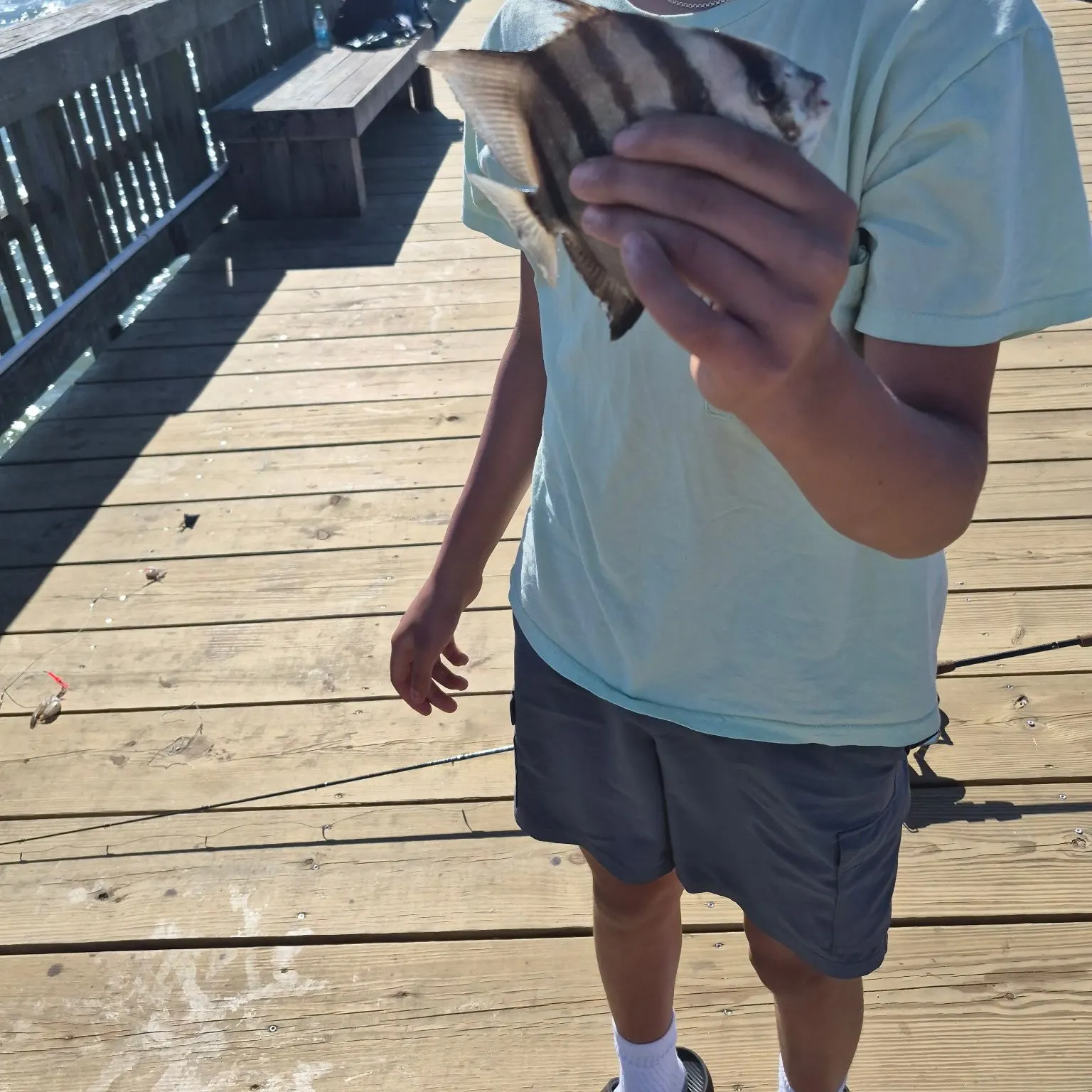 The most recent Atlantic spadefish catches on Fishbrain