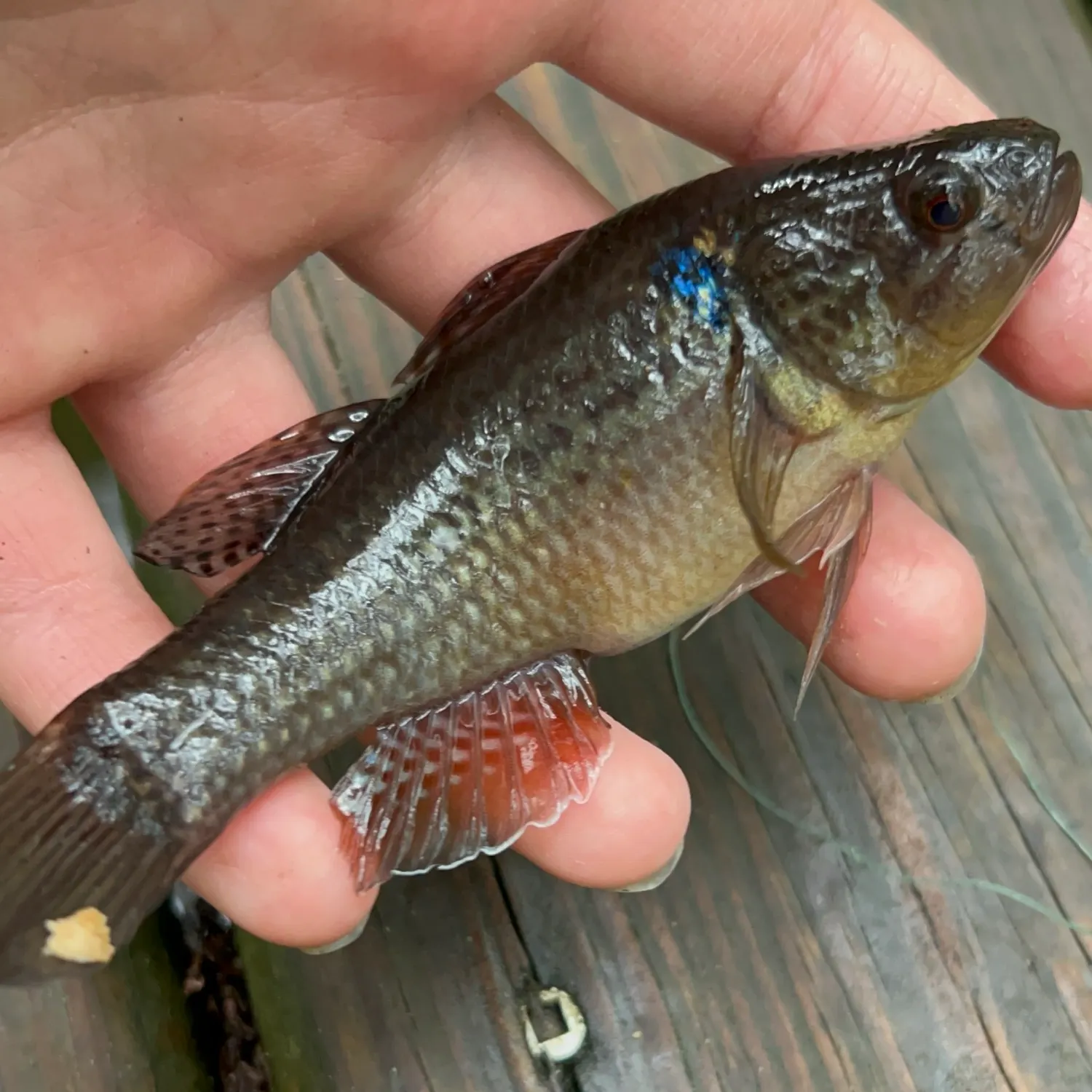The most recent Fat Sleeper catches on Fishbrain