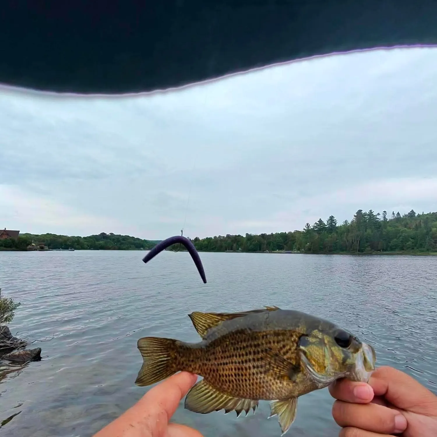 Rock bass caught on Fishbrain