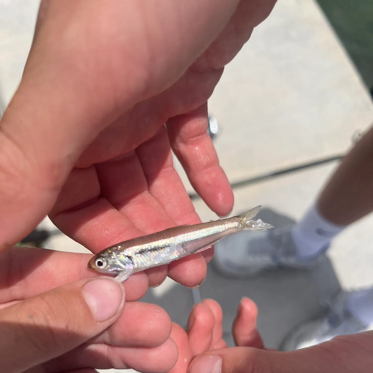 The most recent Broad-striped anchovy catches on Fishbrain
