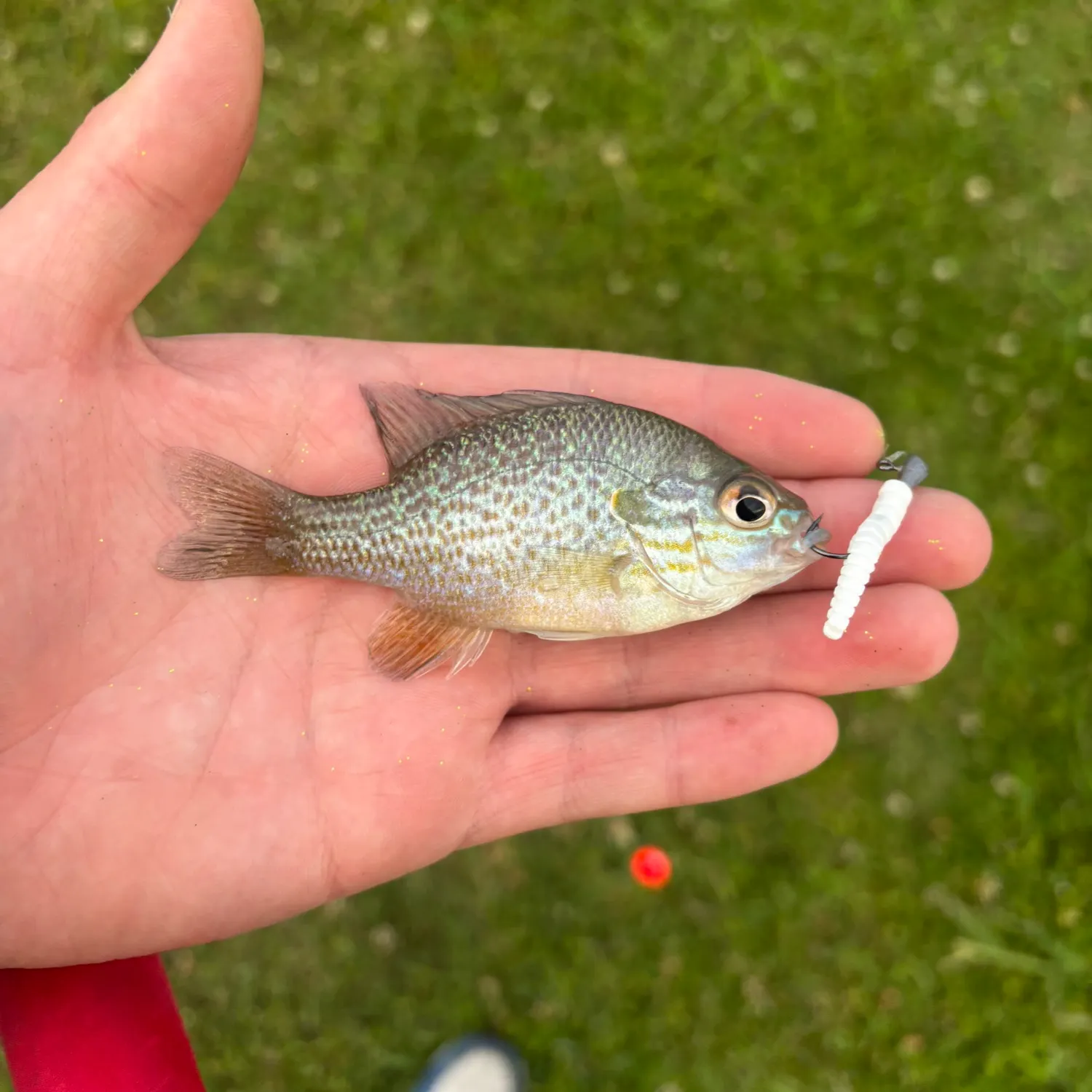 The most recent Pumpkinseed x green sunfish catches on Fishbrain
