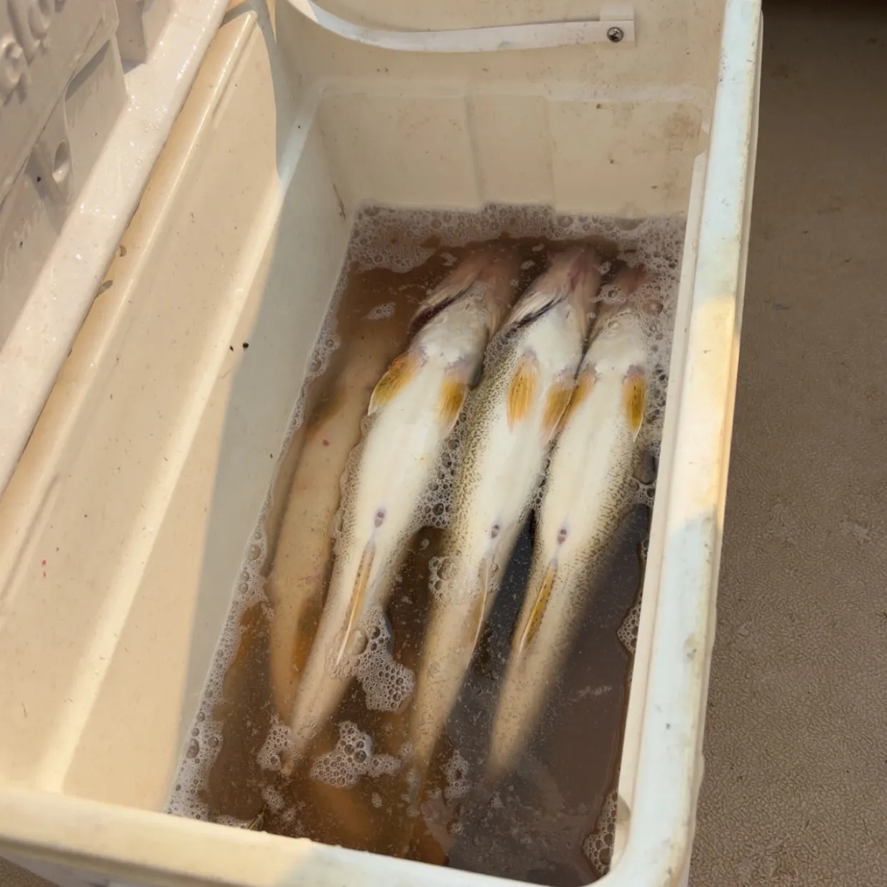 recently logged catches