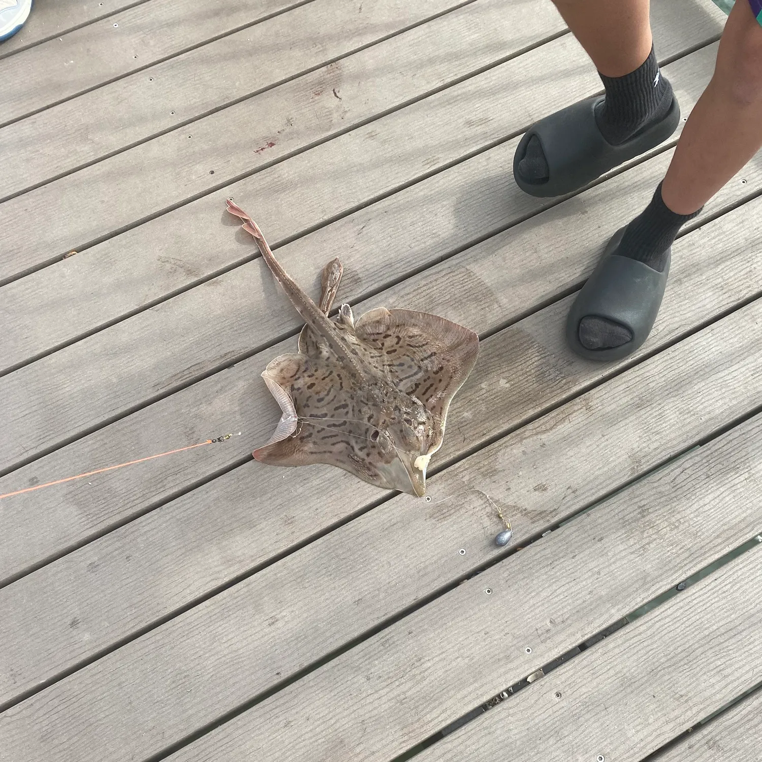 The most recent Starry ray catches on Fishbrain