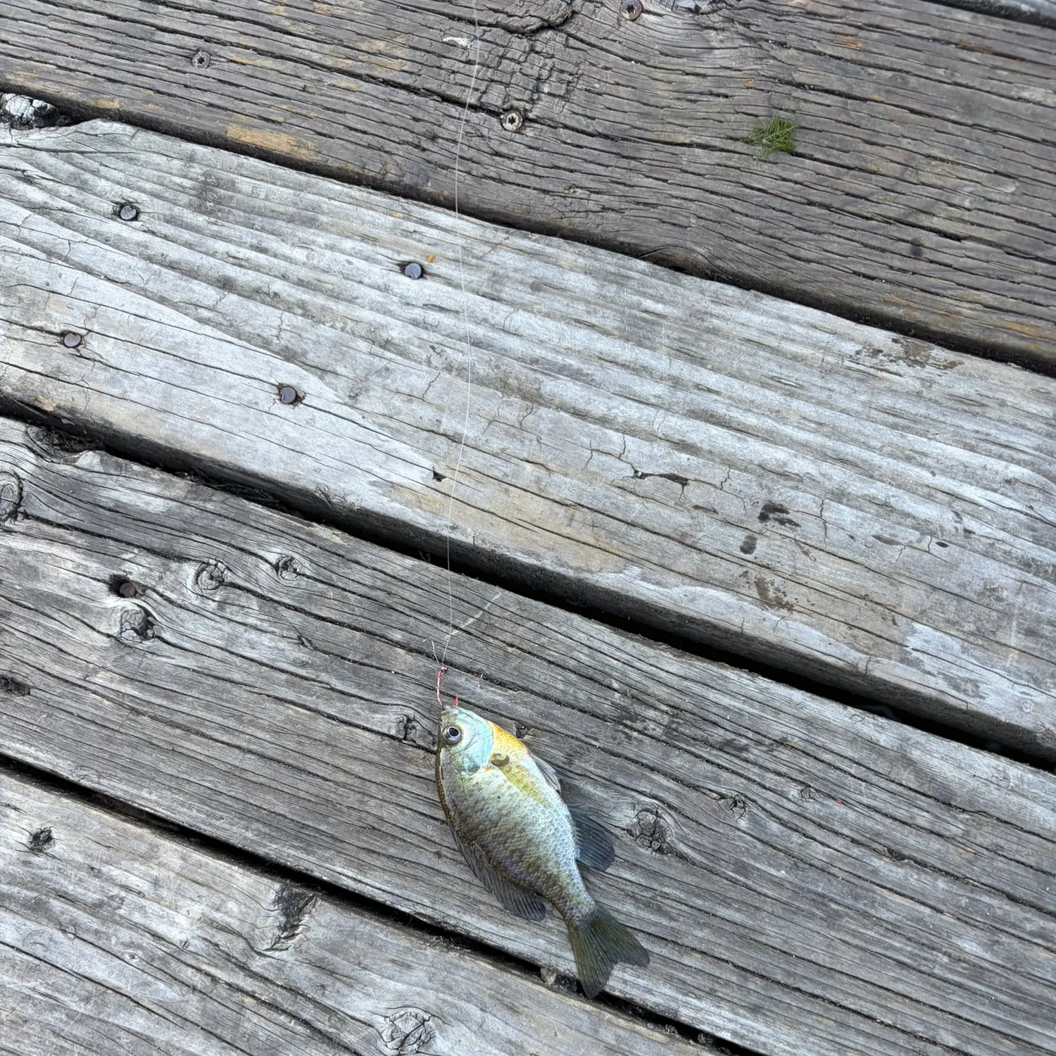 Bluegill caught on Fishbrain