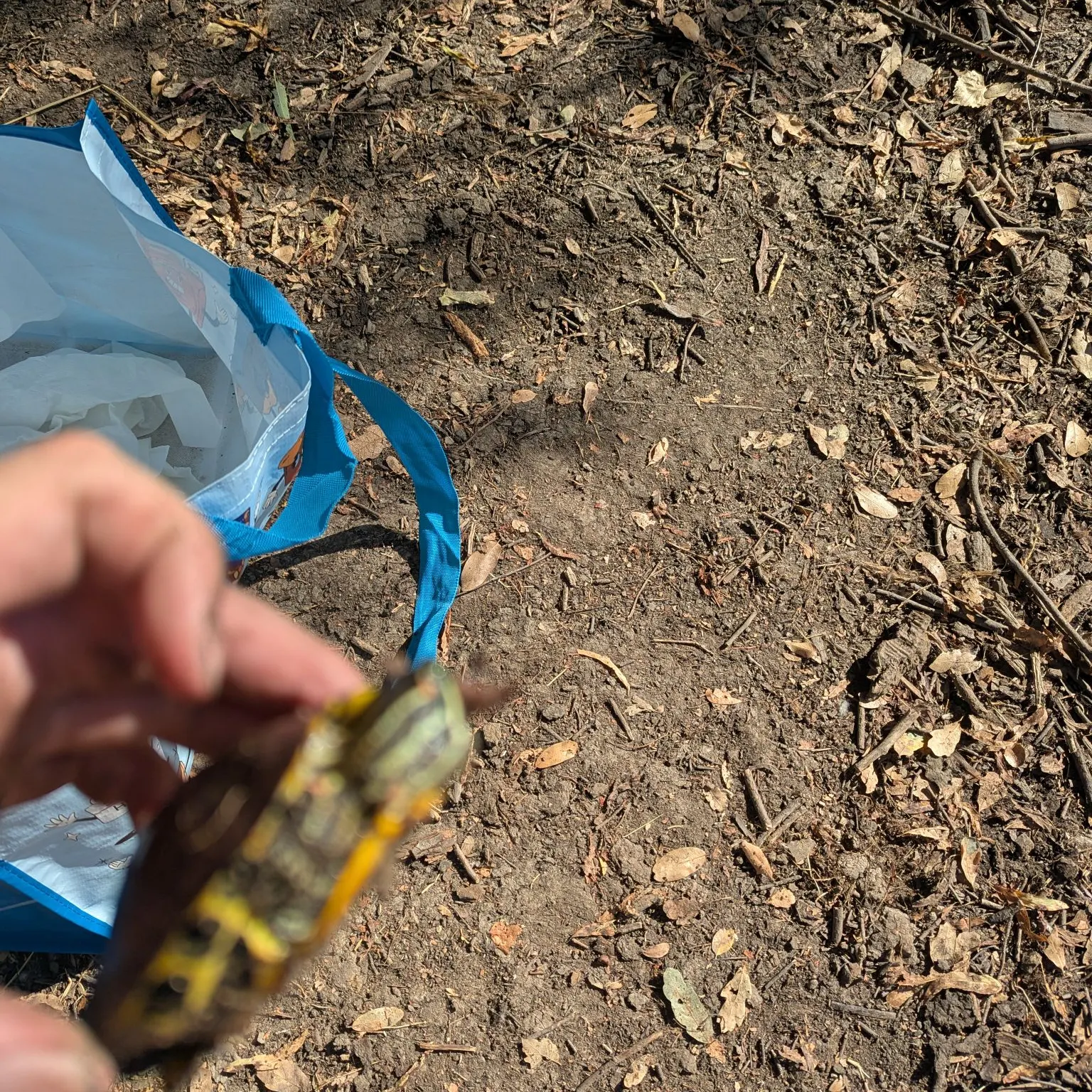 Pond slider turtle caught on Fishbrain