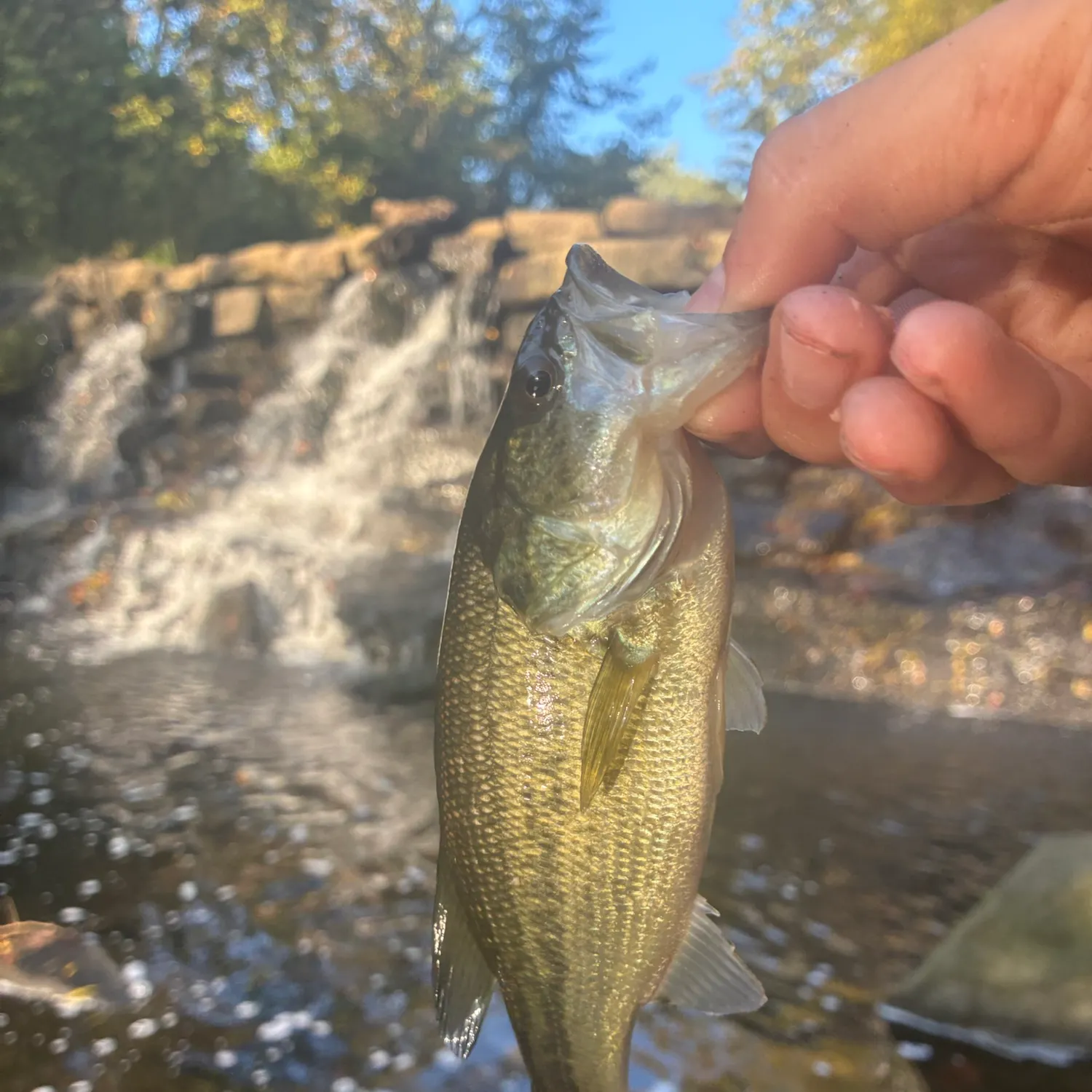 Spotted bass caught on Fishbrain