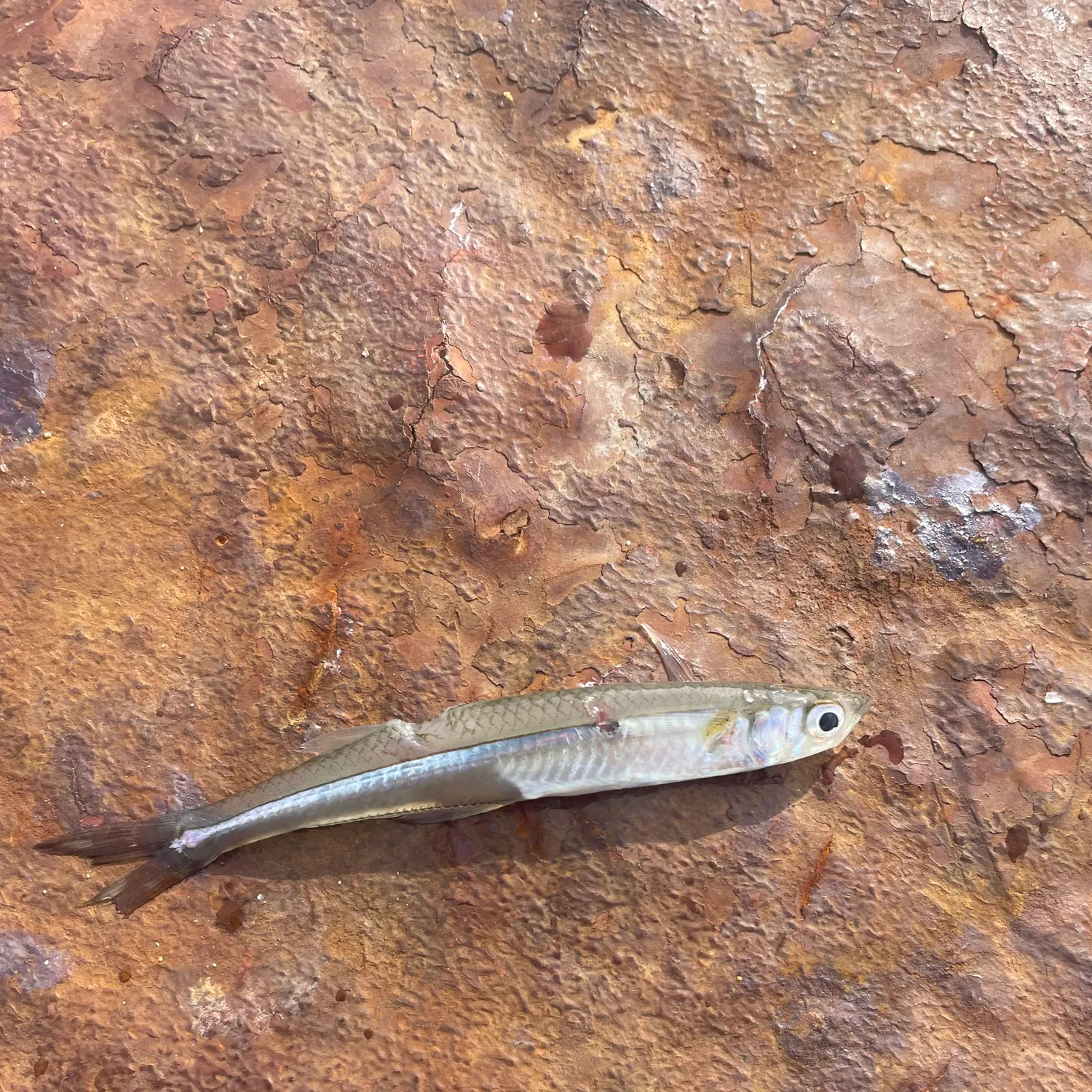 The most recent Atlantic silverside catches on Fishbrain