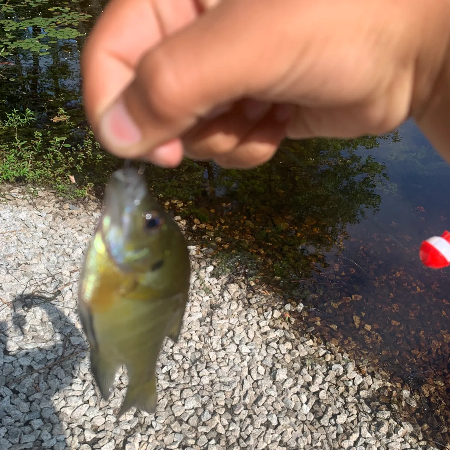 Bluegill caught on Fishbrain