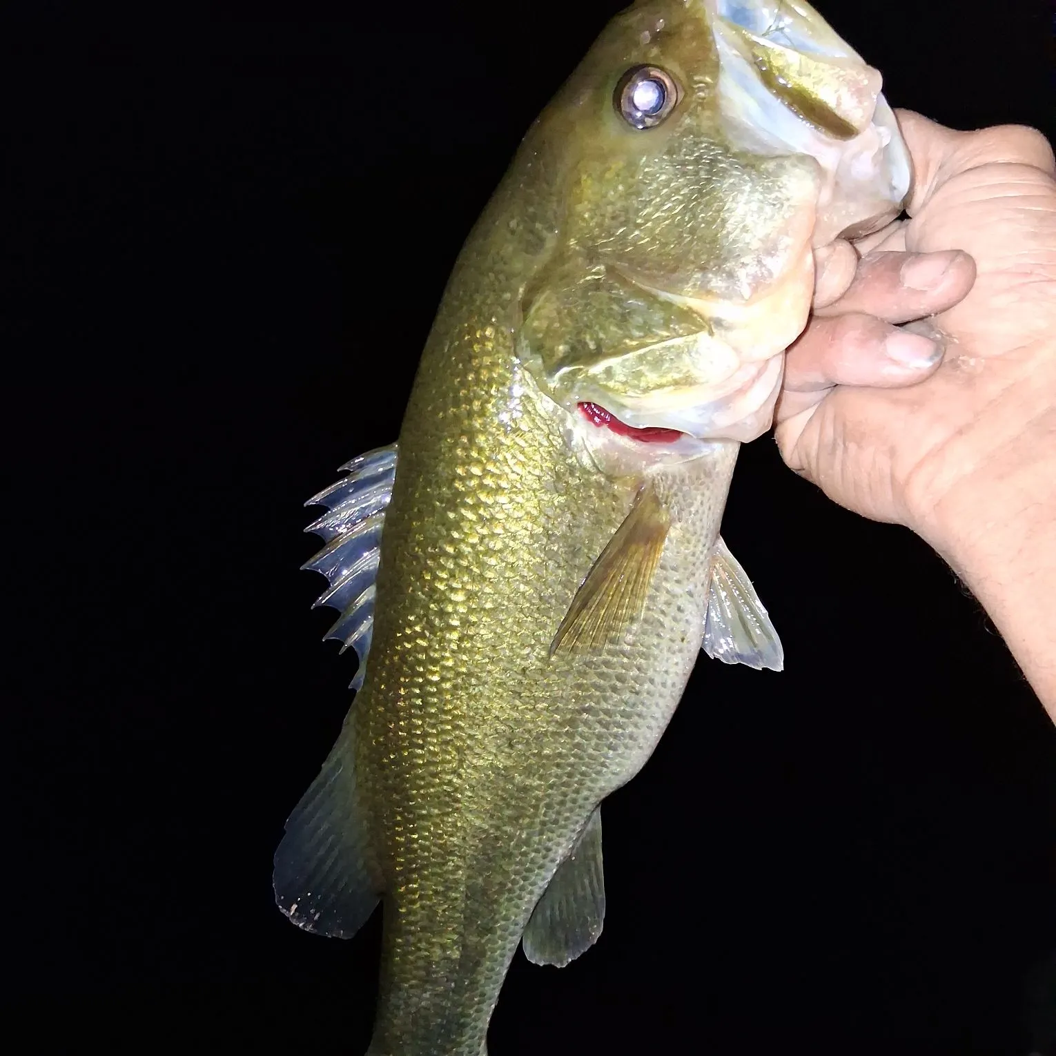 Largemouth bass caught on Fishbrain