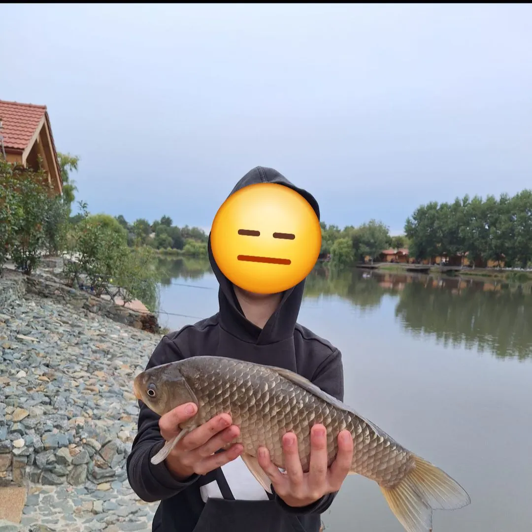 Crucian carp caught on Fishbrain