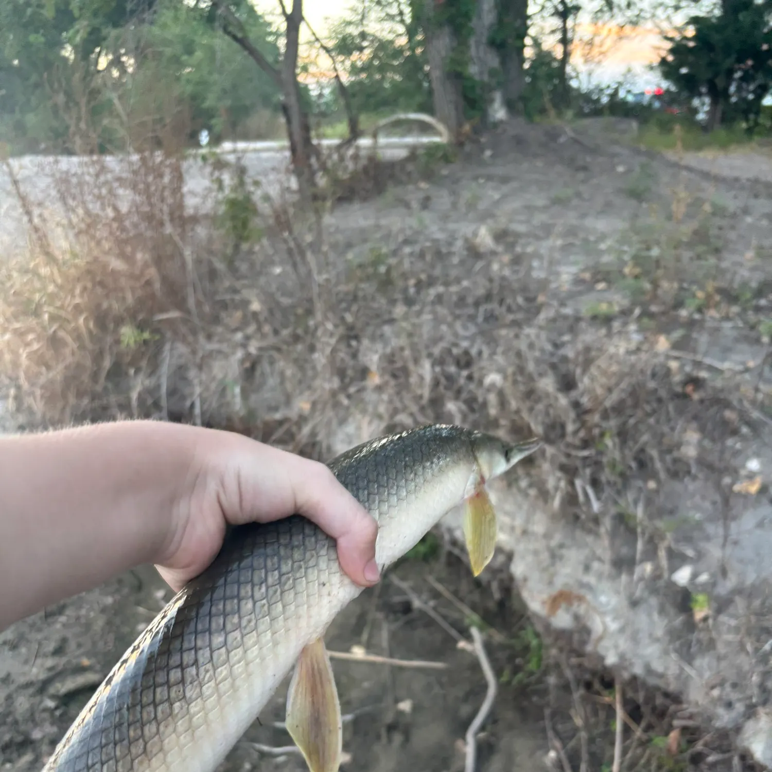 Shortnose gar caught on Fishbrain