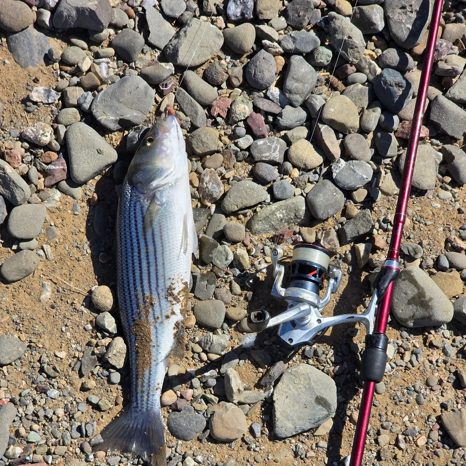 Striped bass caught on Fishbrain