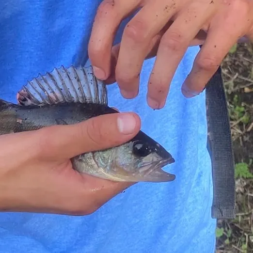 European perch caught on Fishbrain