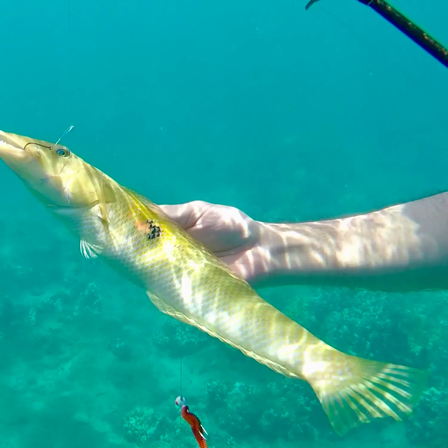 The most recent Cigar wrasse catches on Fishbrain