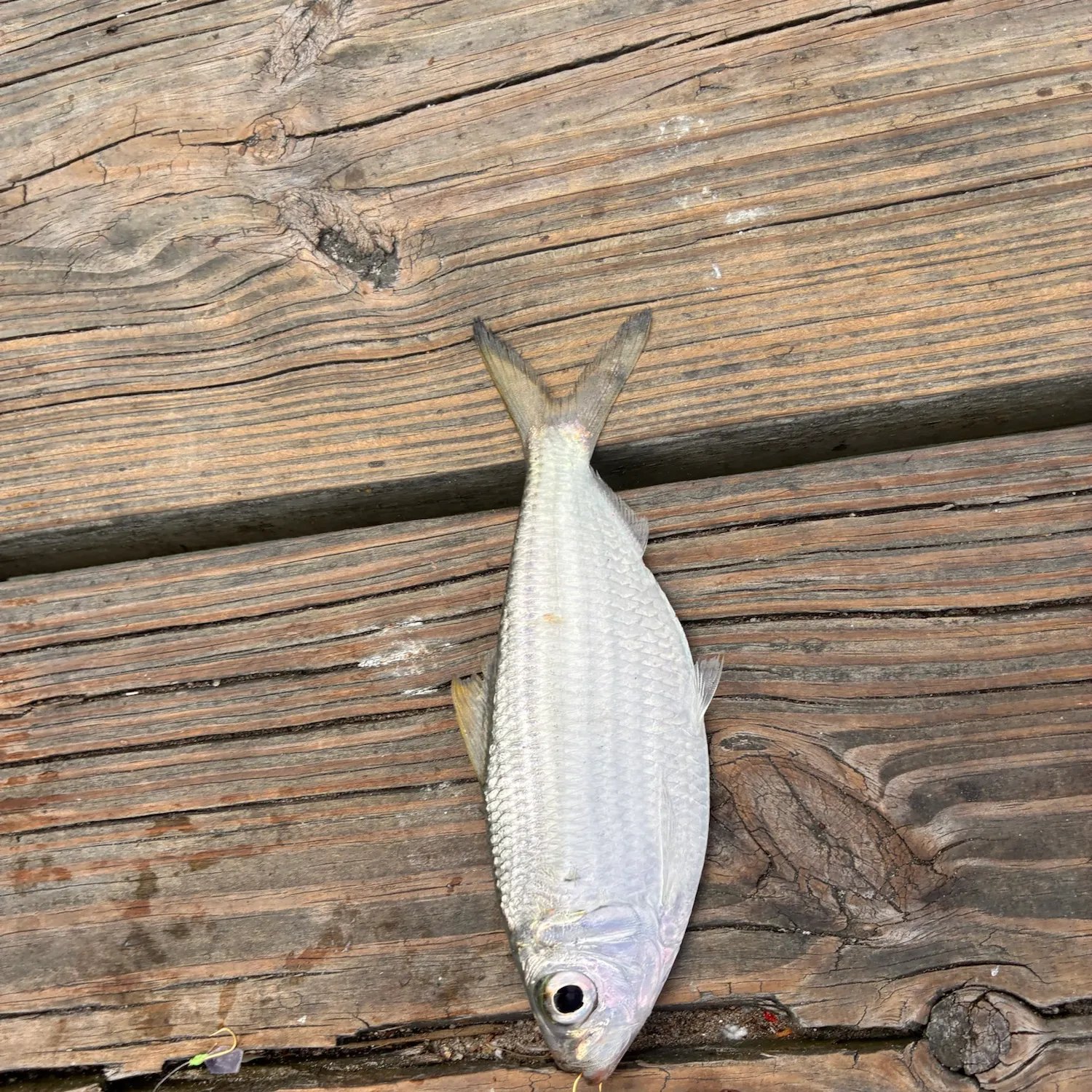 Scaled herring caught on Fishbrain