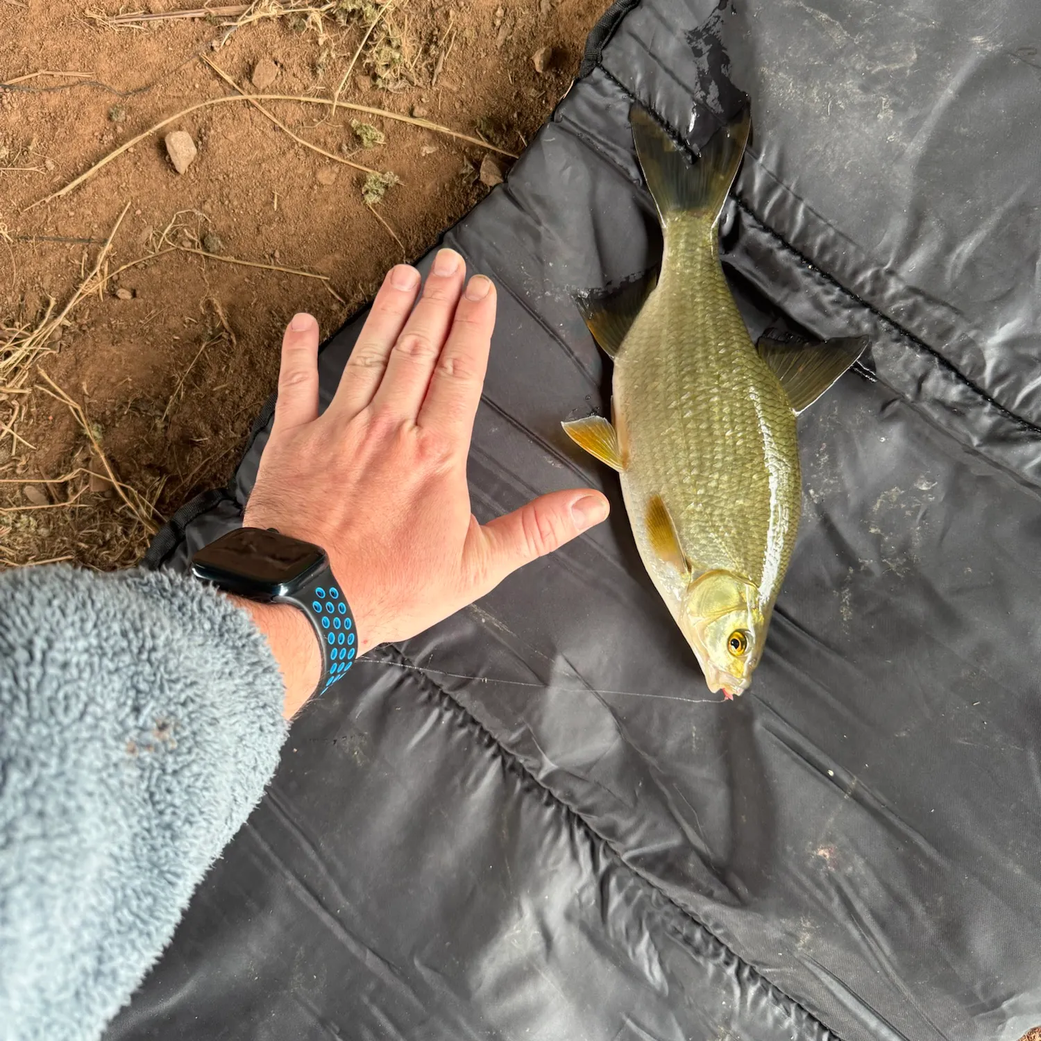 Common bream caught on Fishbrain
