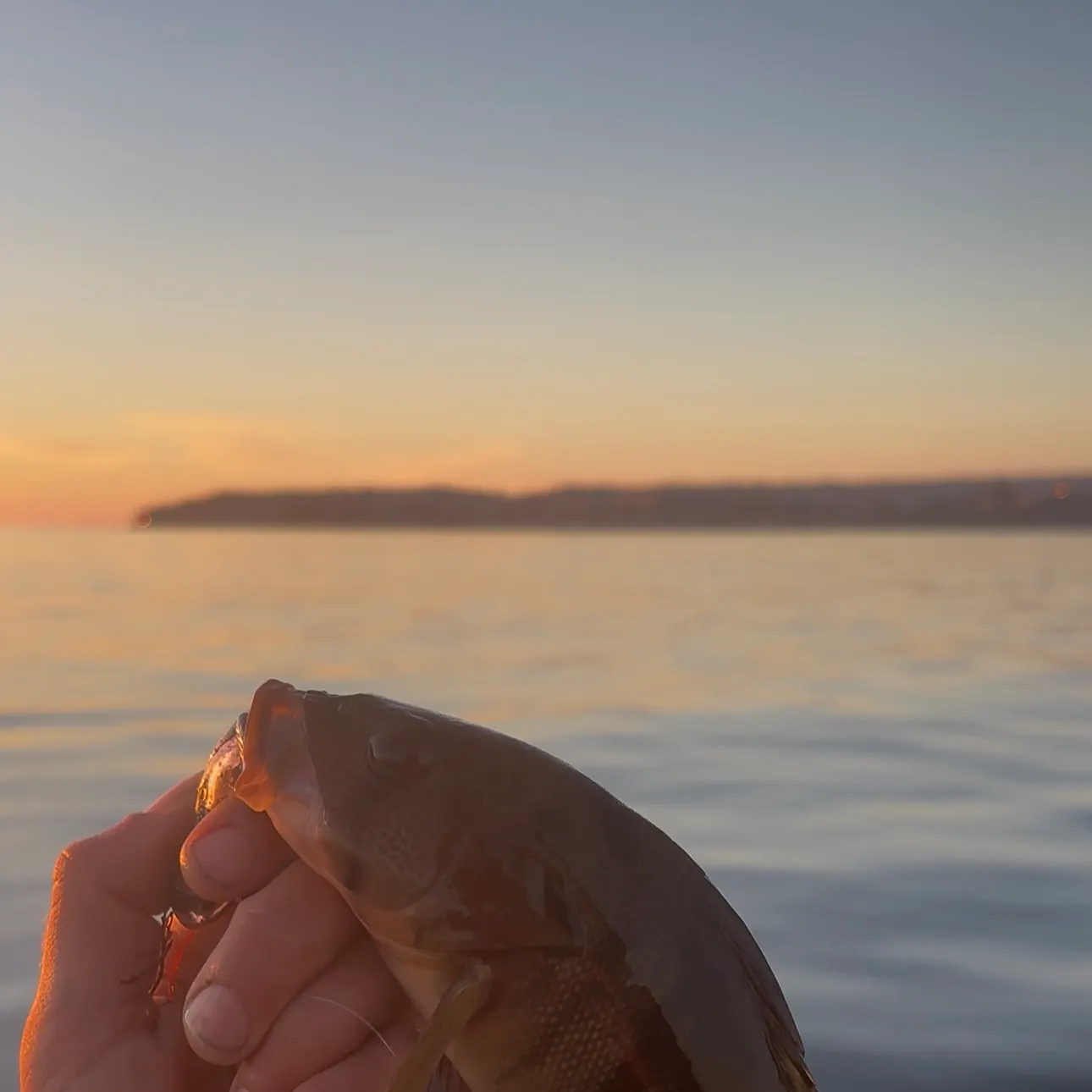 The most recent Barred sand bass catches on Fishbrain