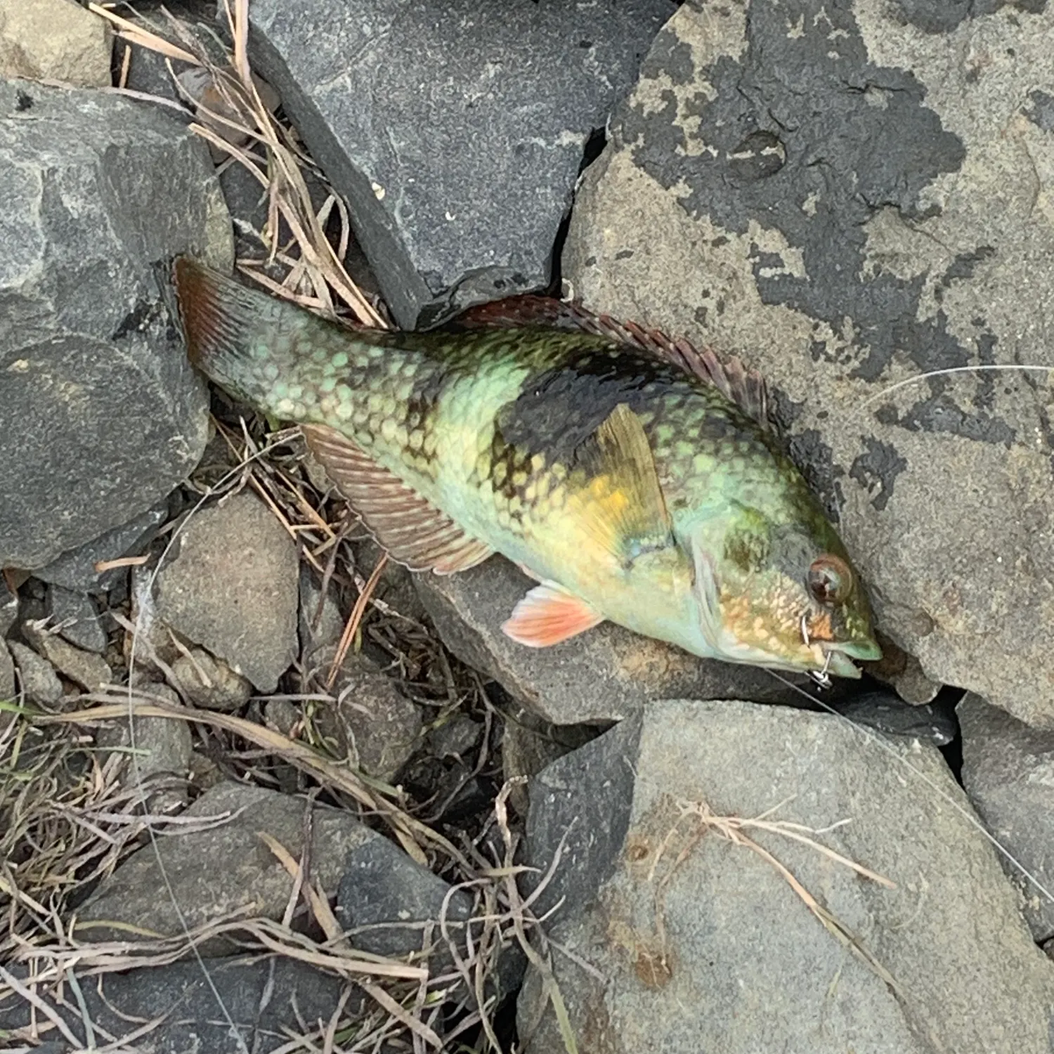 The most recent Rock wrasse catches on Fishbrain