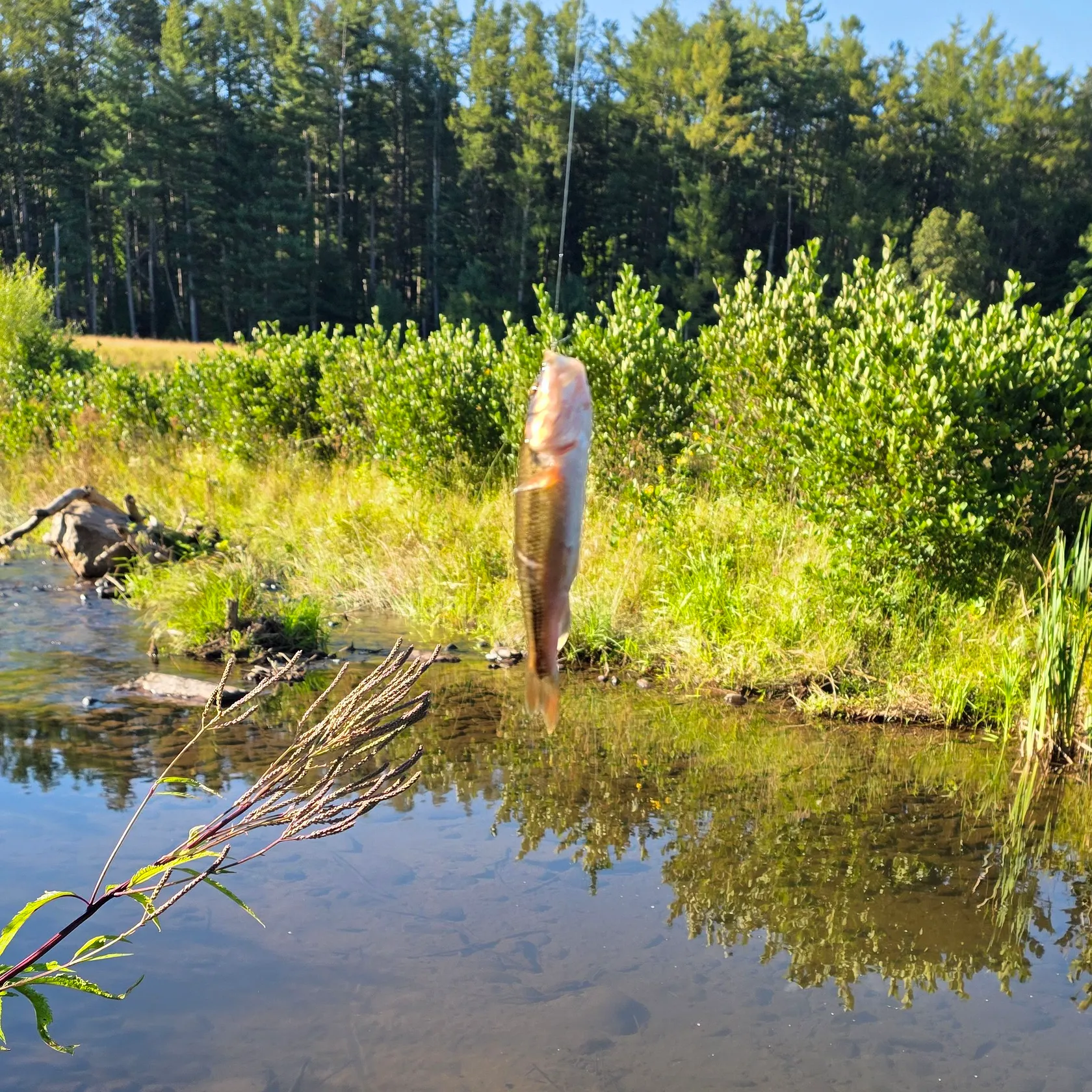 Creek chub caught on Fishbrain