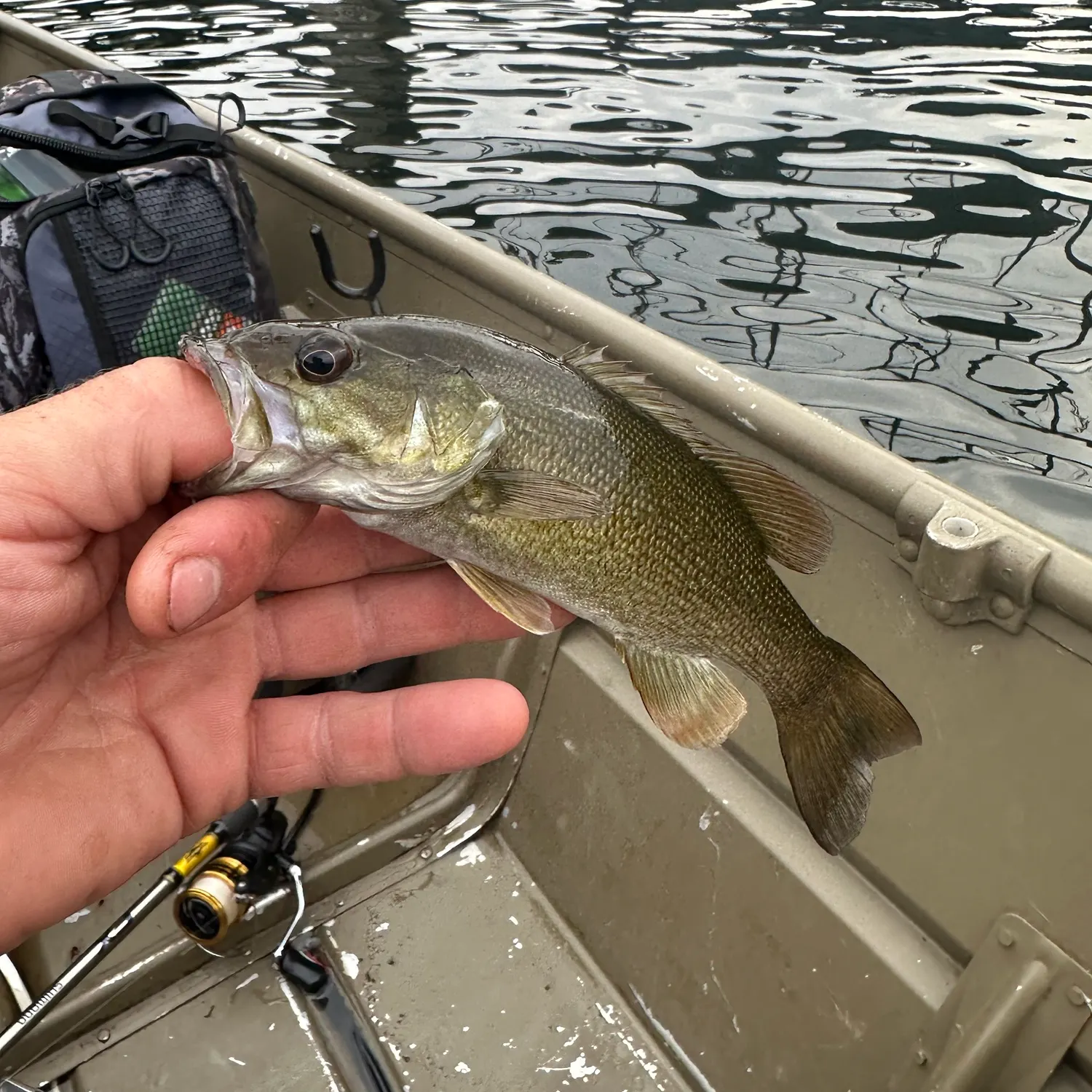 Smallmouth bass caught on Fishbrain